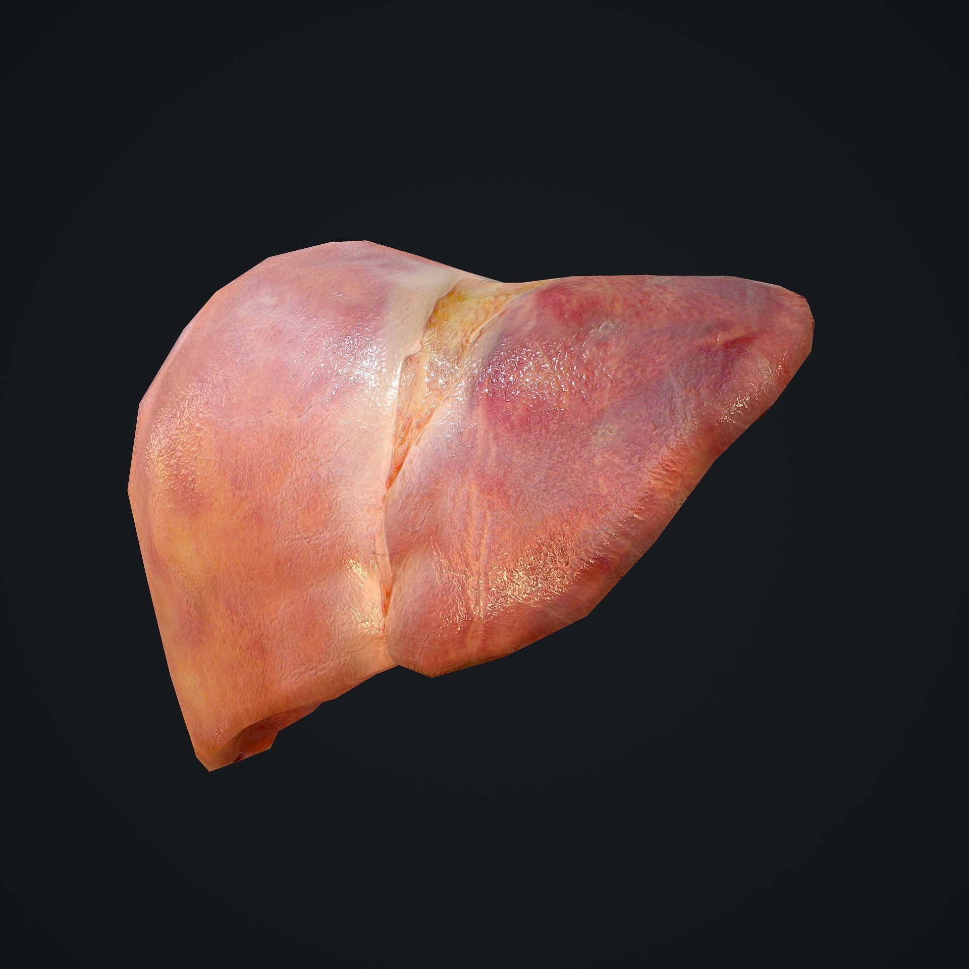 Human Liver Low-poly 3D model_2