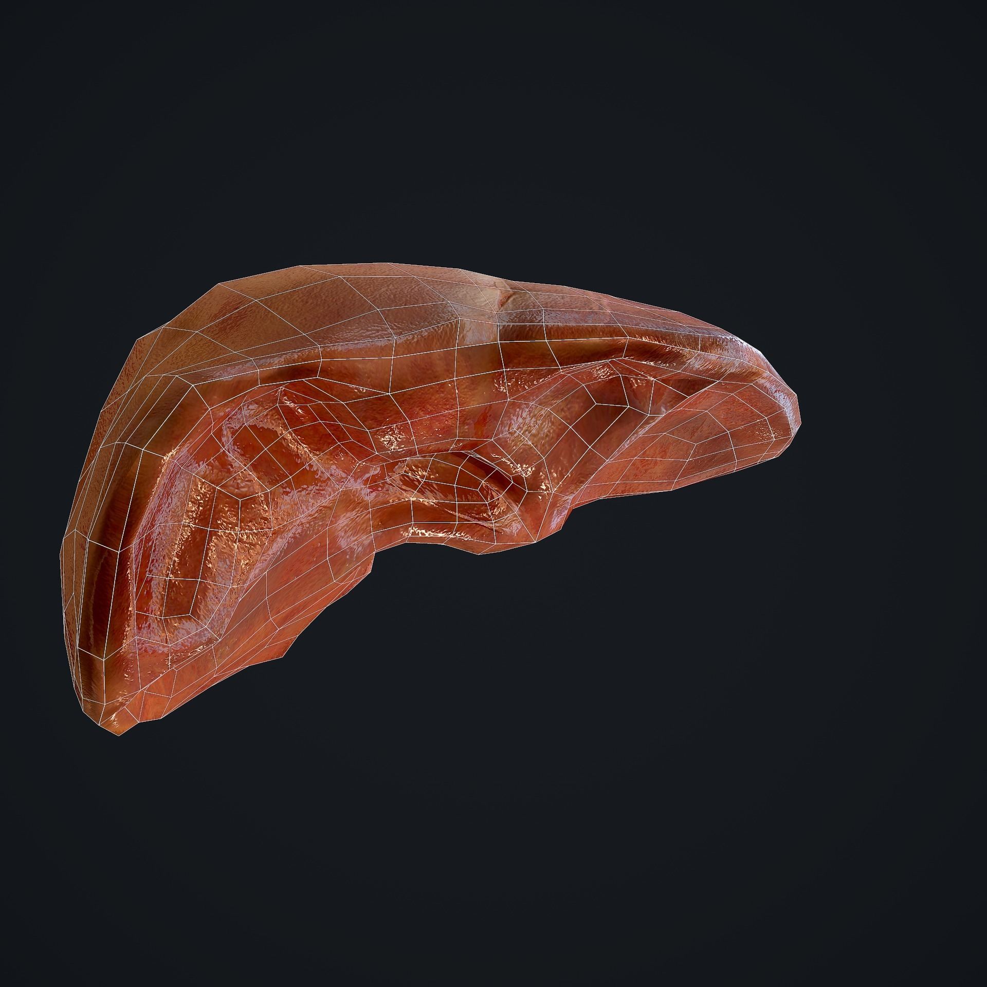 Human Liver Low-poly 3D model_18