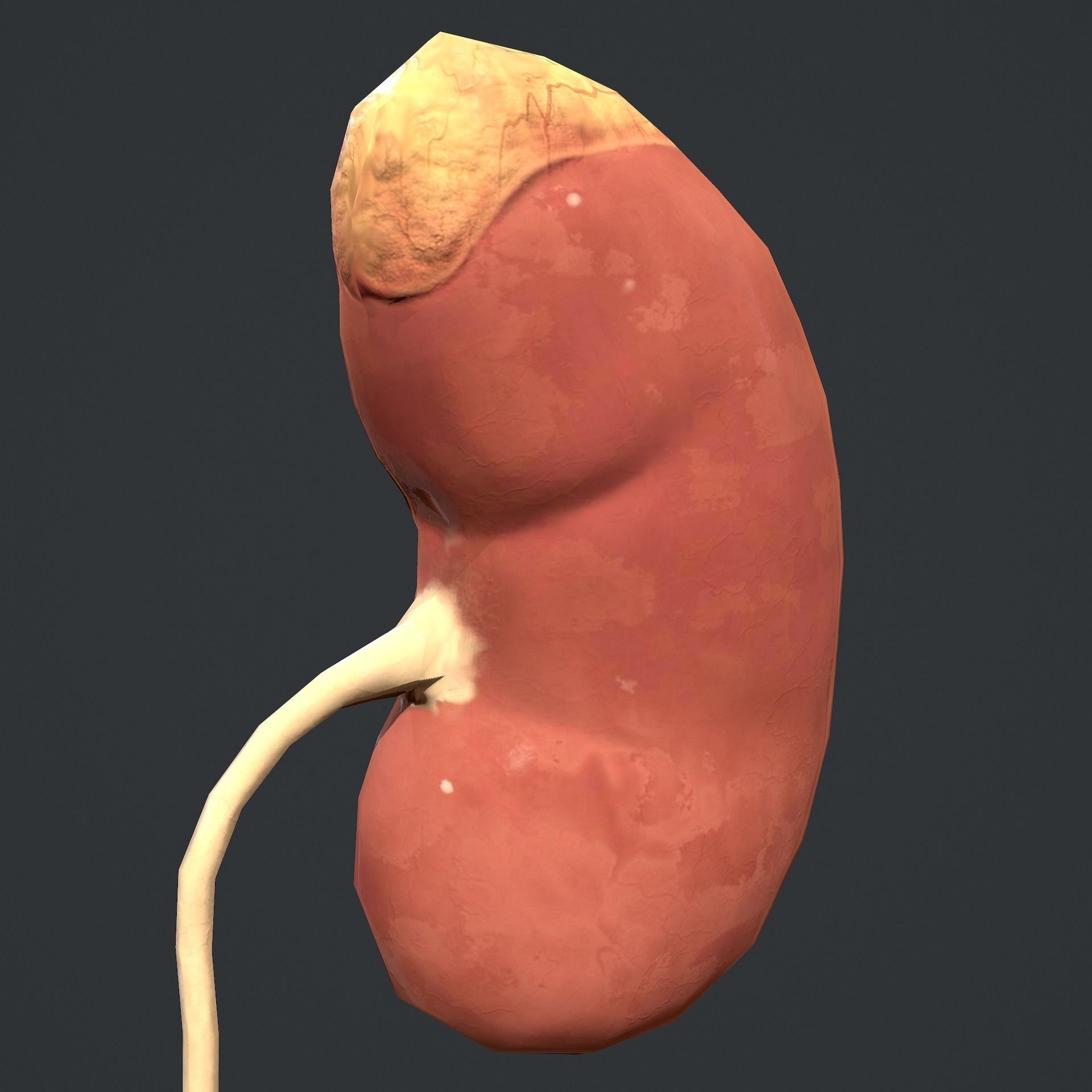 Urinary System Low-poly 3D model_18