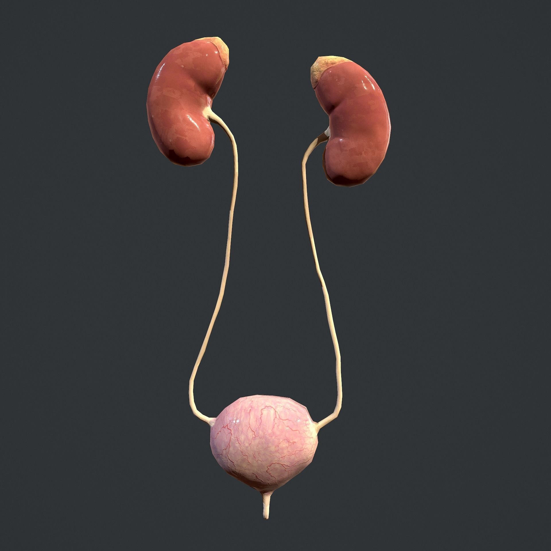 Urinary System Low-poly 3D model_5