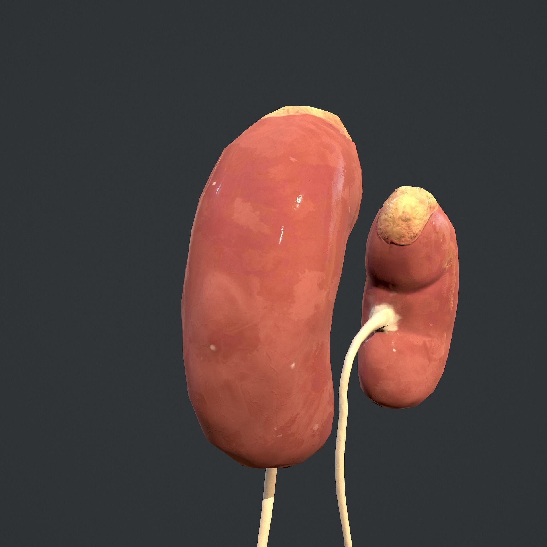 Urinary System Low-poly 3D model_20