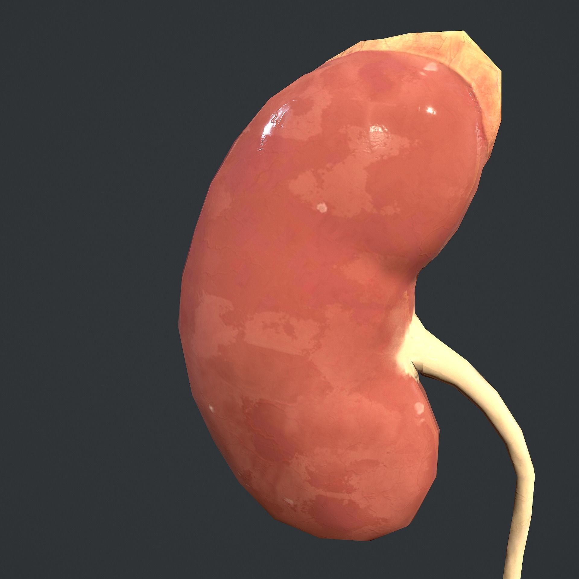 Urinary System Low-poly 3D model_16