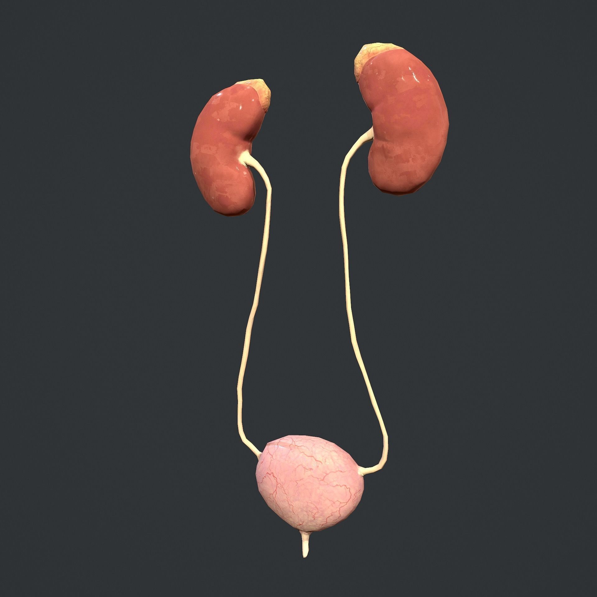 Urinary System Low-poly 3D model_11
