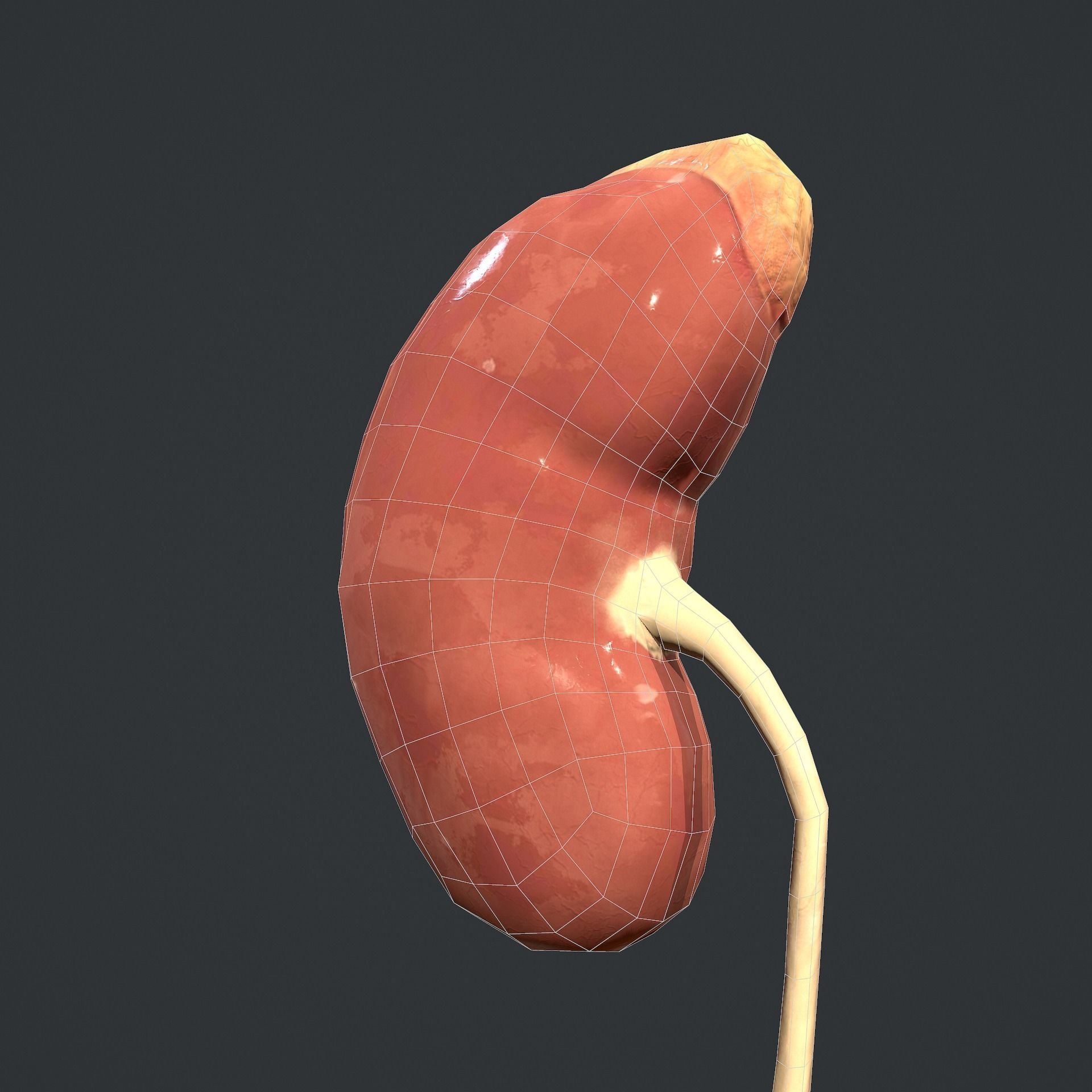 Urinary System Low-poly 3D model_23