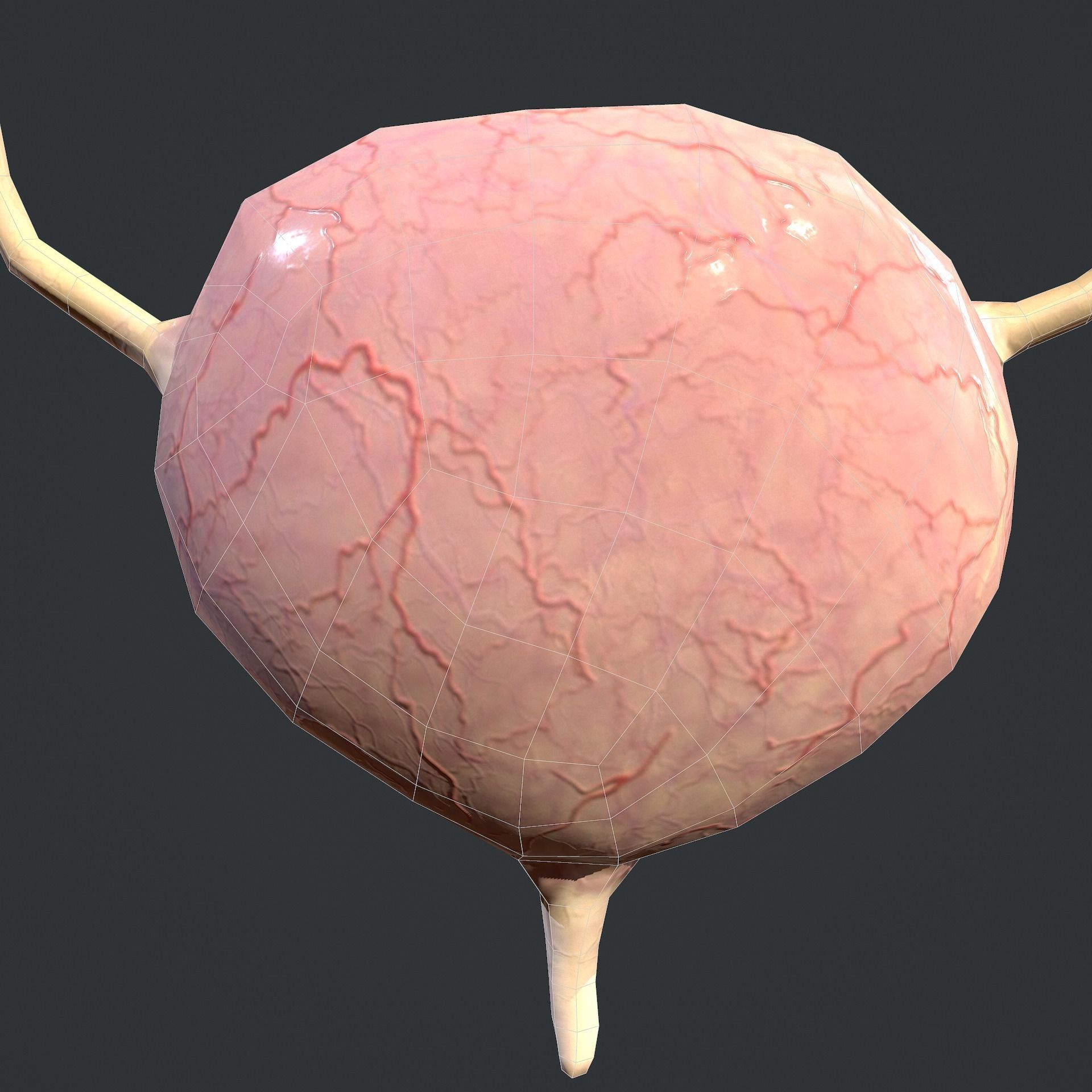 Urinary System Low-poly 3D model_25