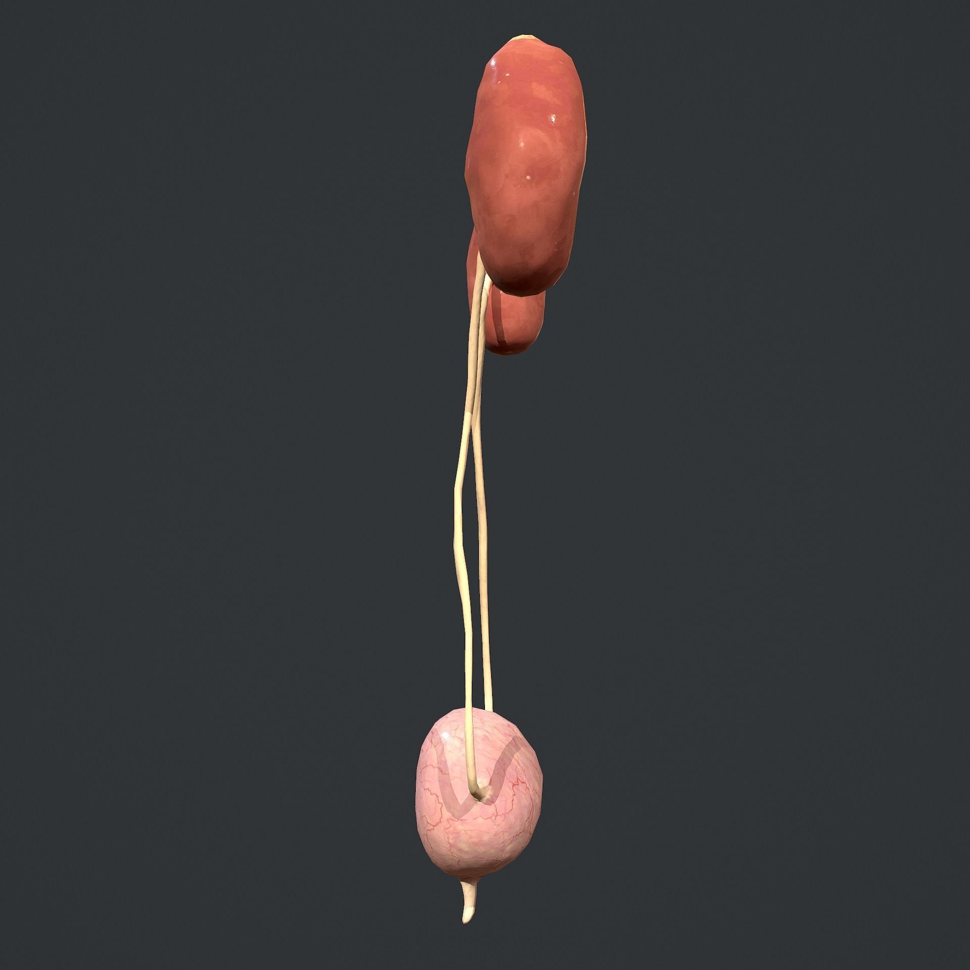 Urinary System Low-poly 3D model_8