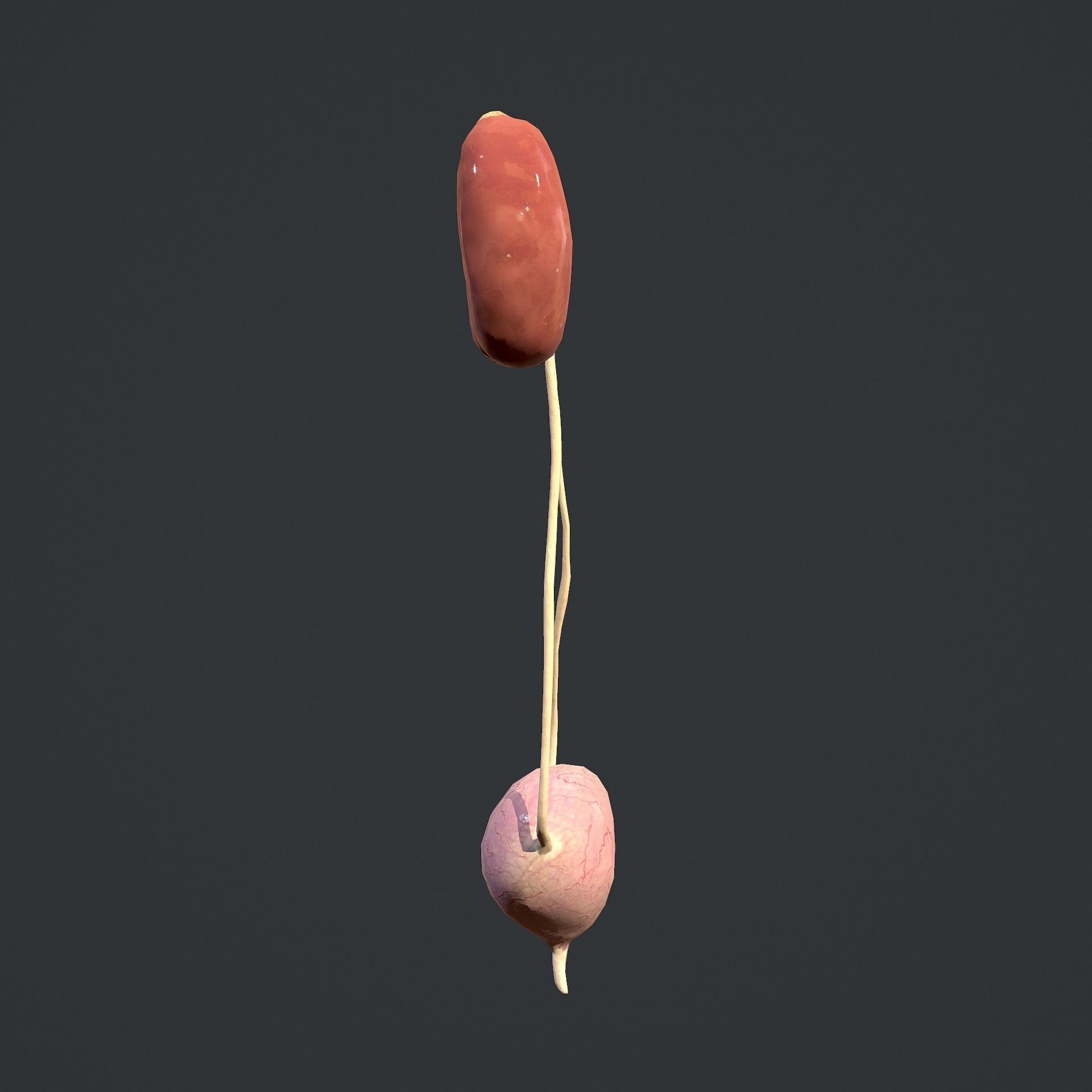 Urinary System Low-poly 3D model_3