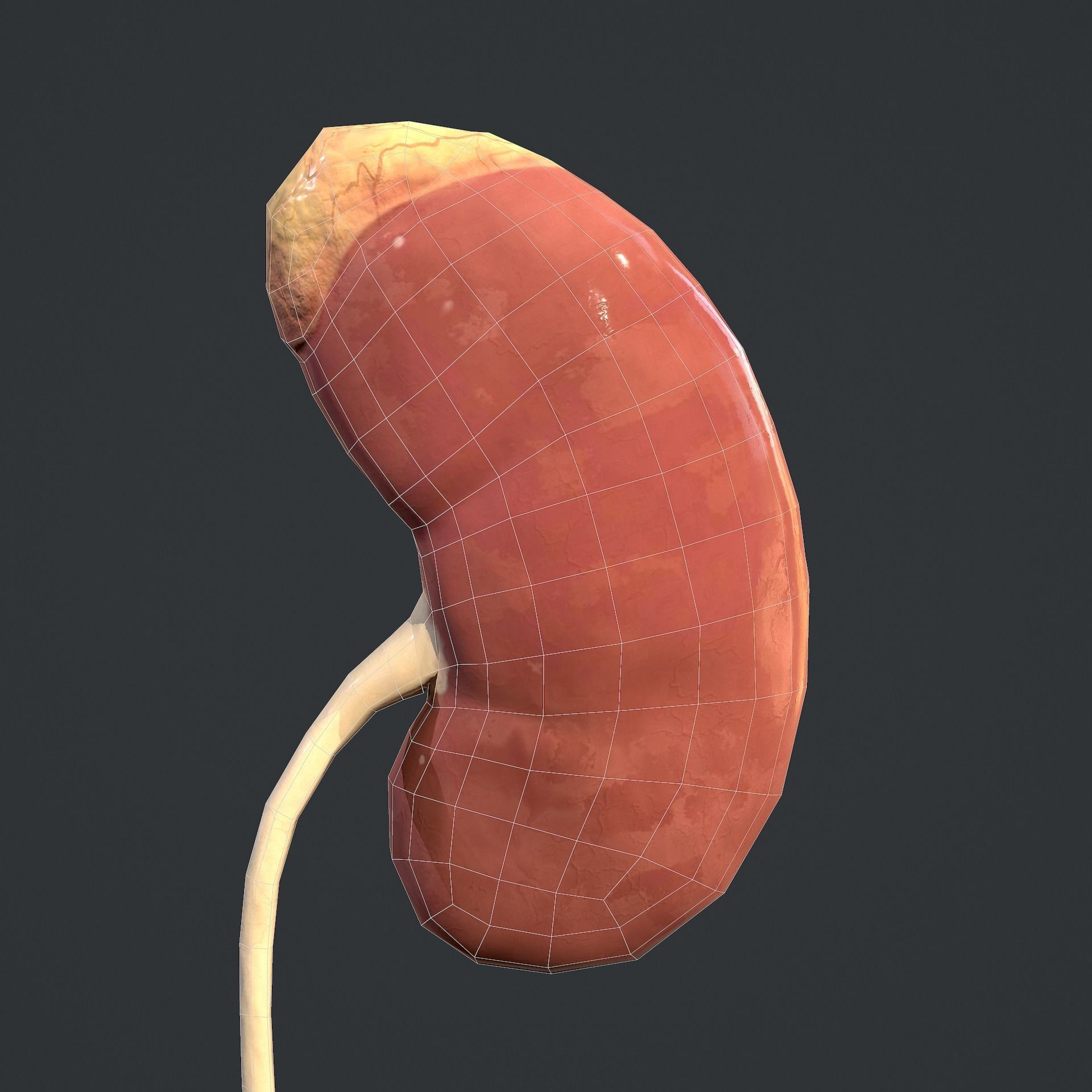 Urinary System Low-poly 3D model_24