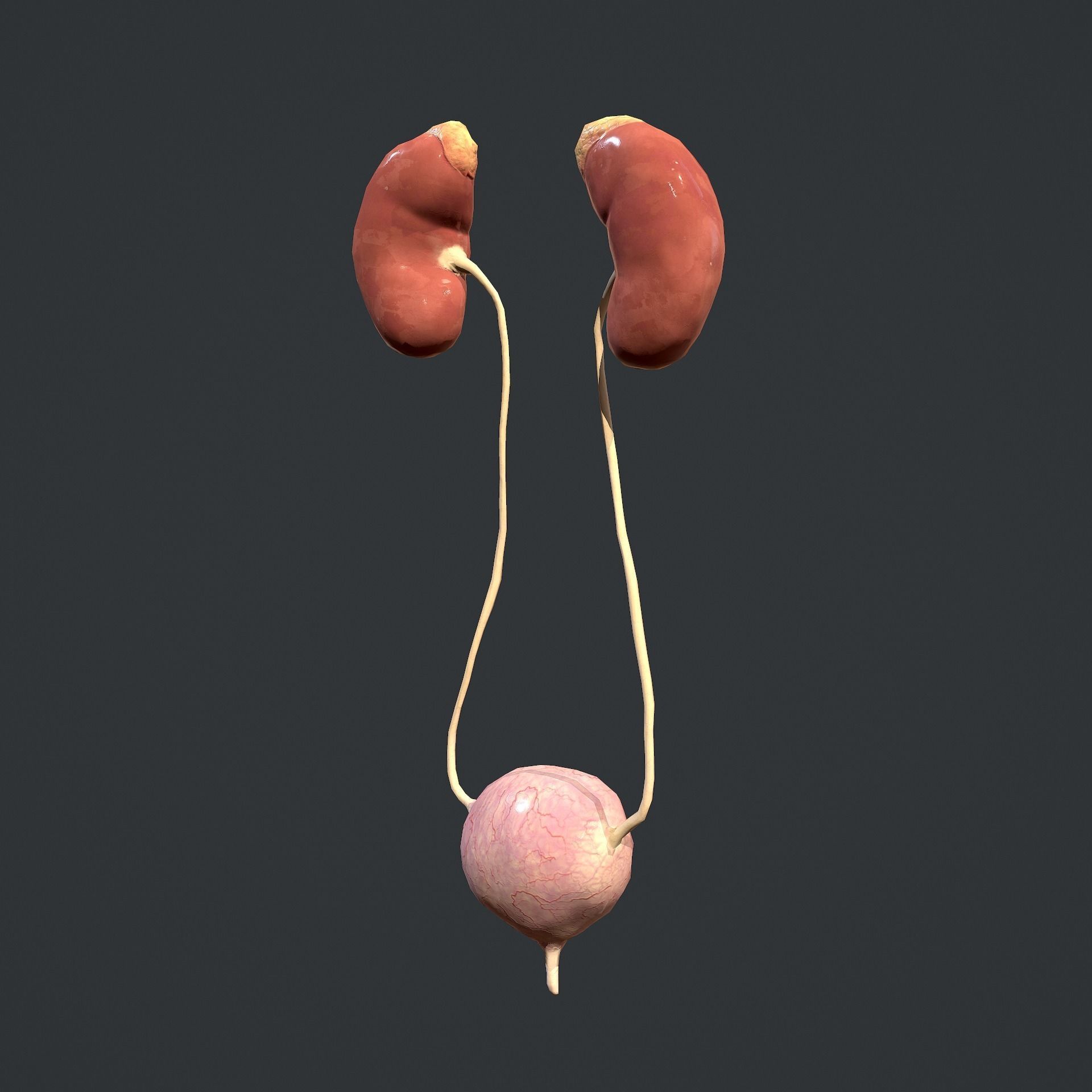 Urinary System Low-poly 3D model_4