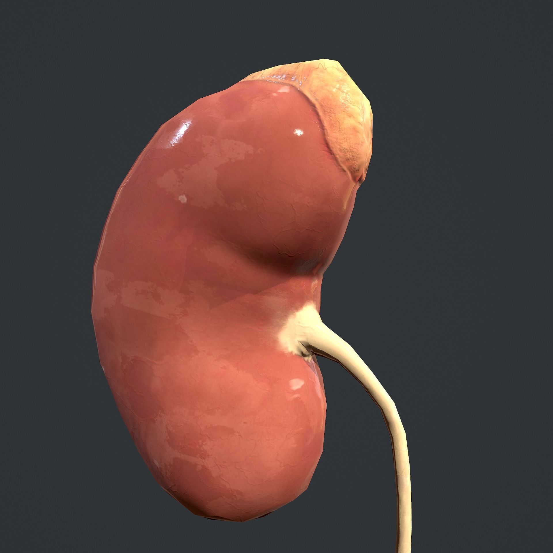 Urinary System Low-poly 3D model_19