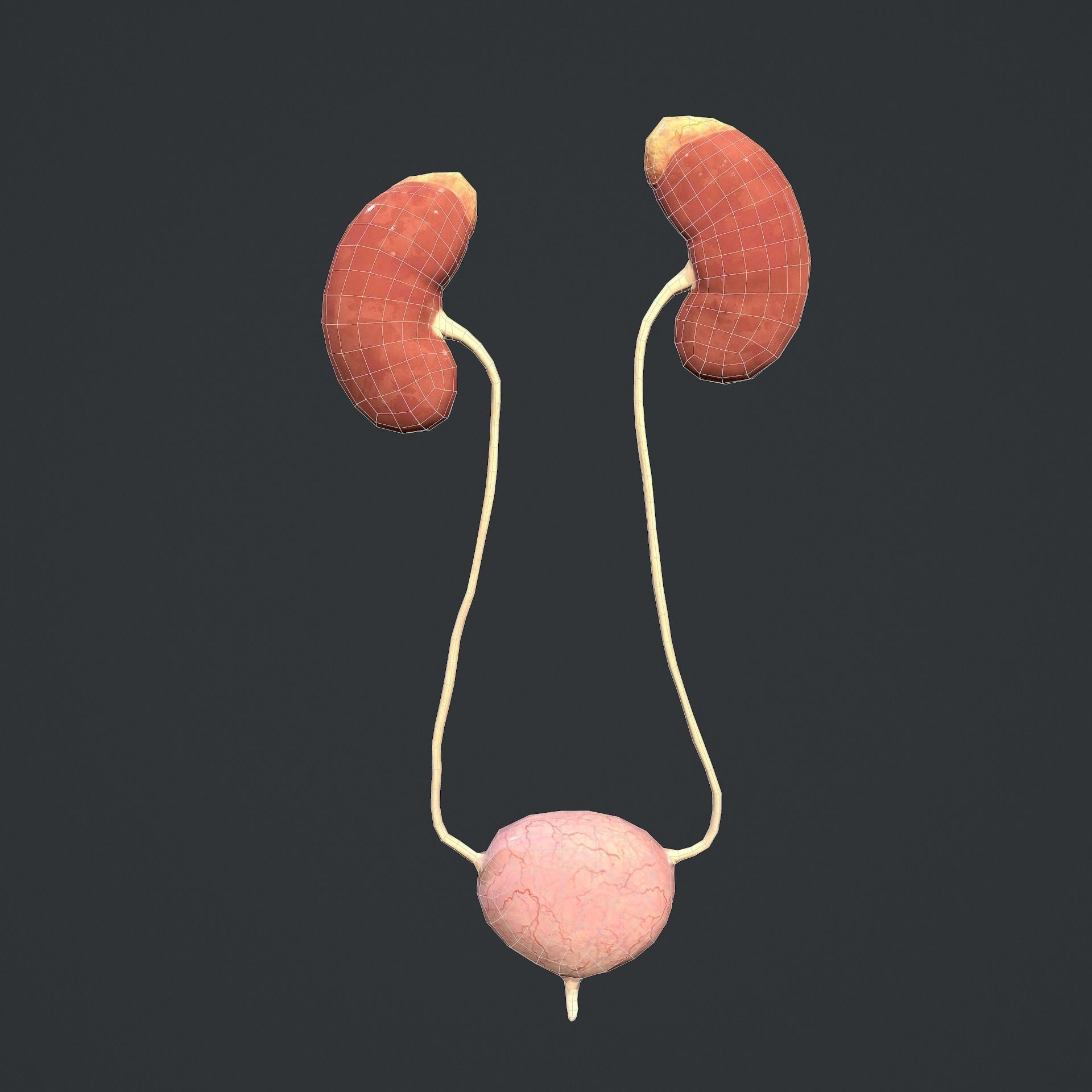 Urinary System Low-poly 3D model_21
