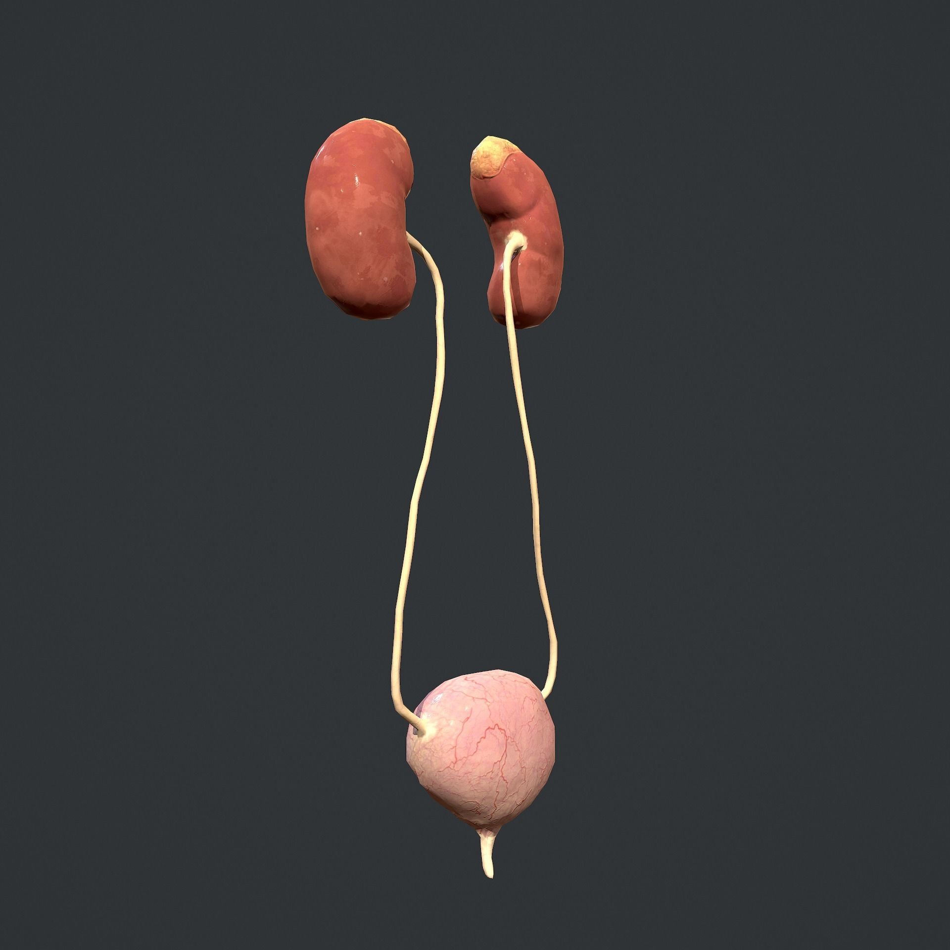 Urinary System Low-poly 3D model_2