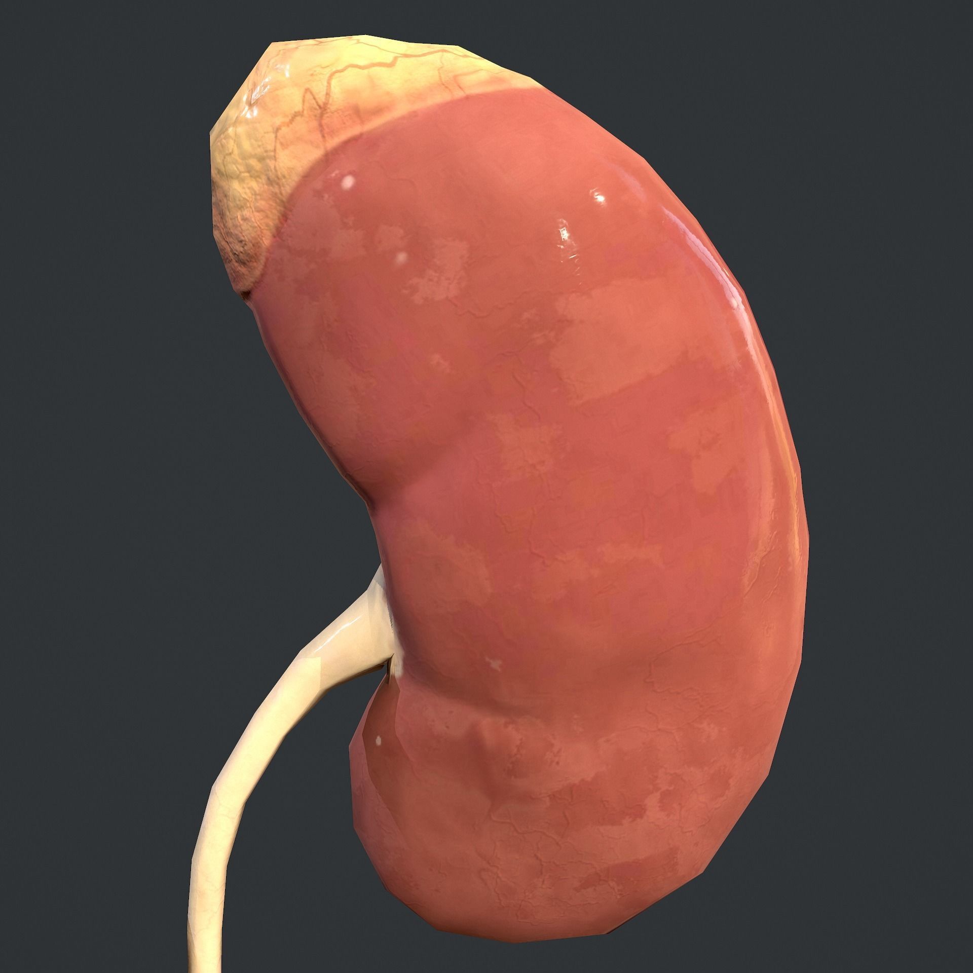 Urinary System Low-poly 3D model_15