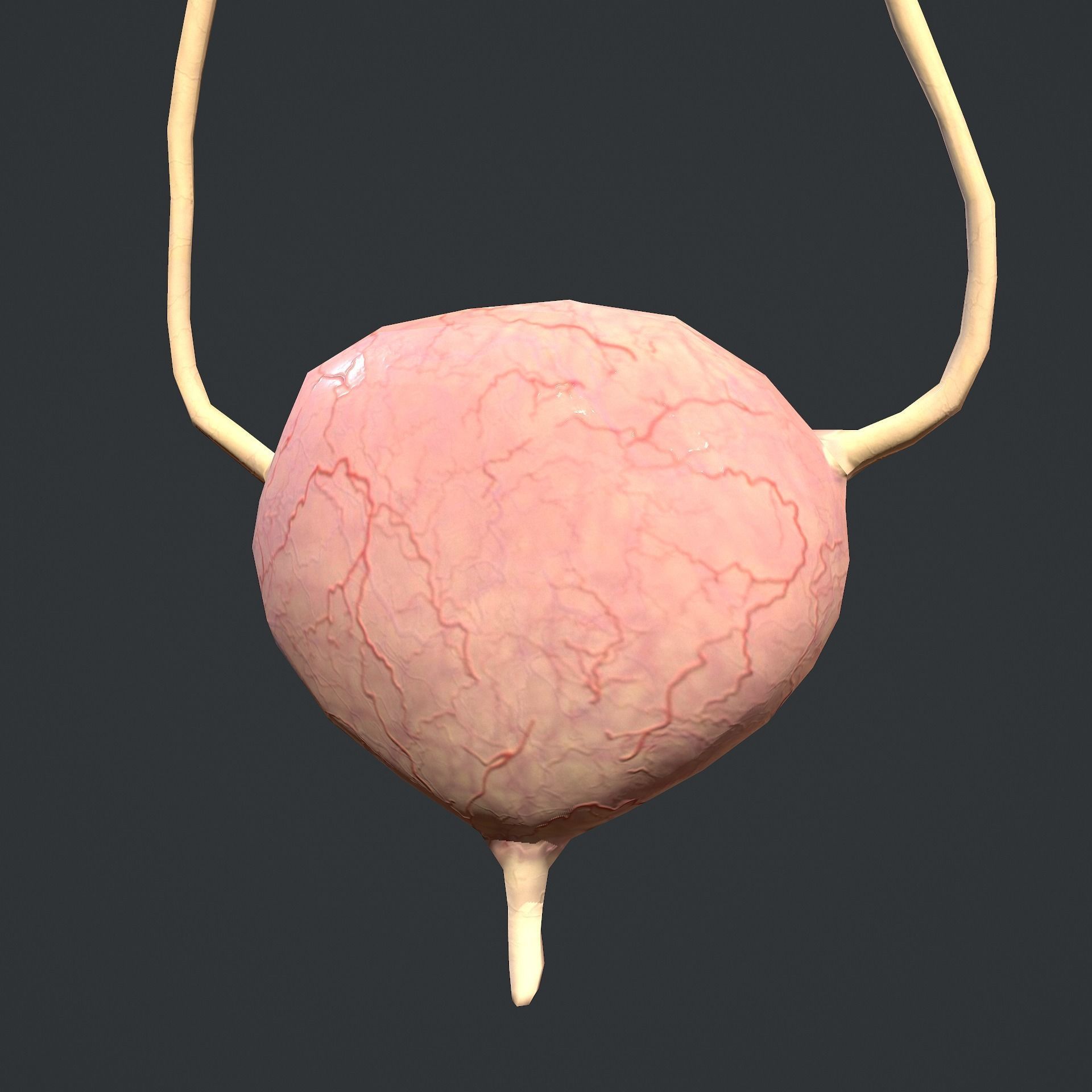Urinary System Low-poly 3D model_10