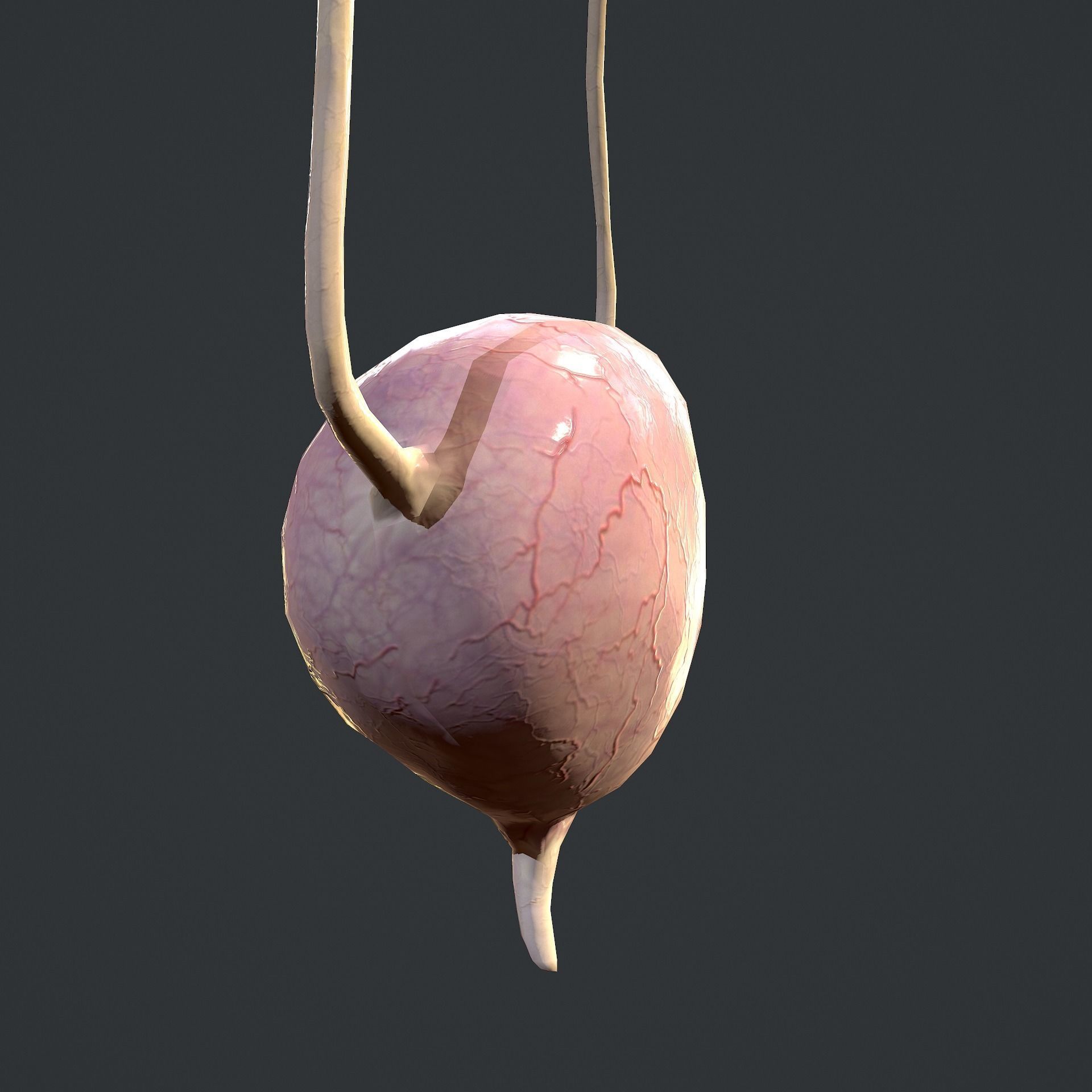Urinary System Low-poly 3D model_12