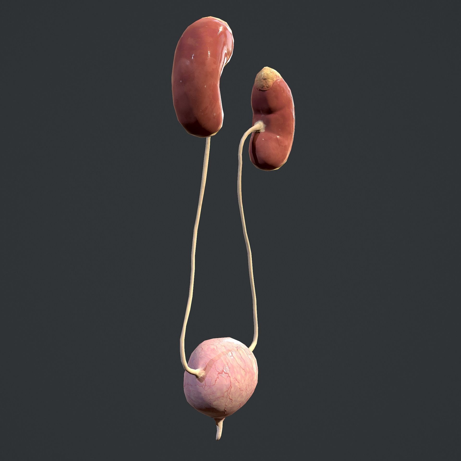 Urinary System Low-poly 3D model_7