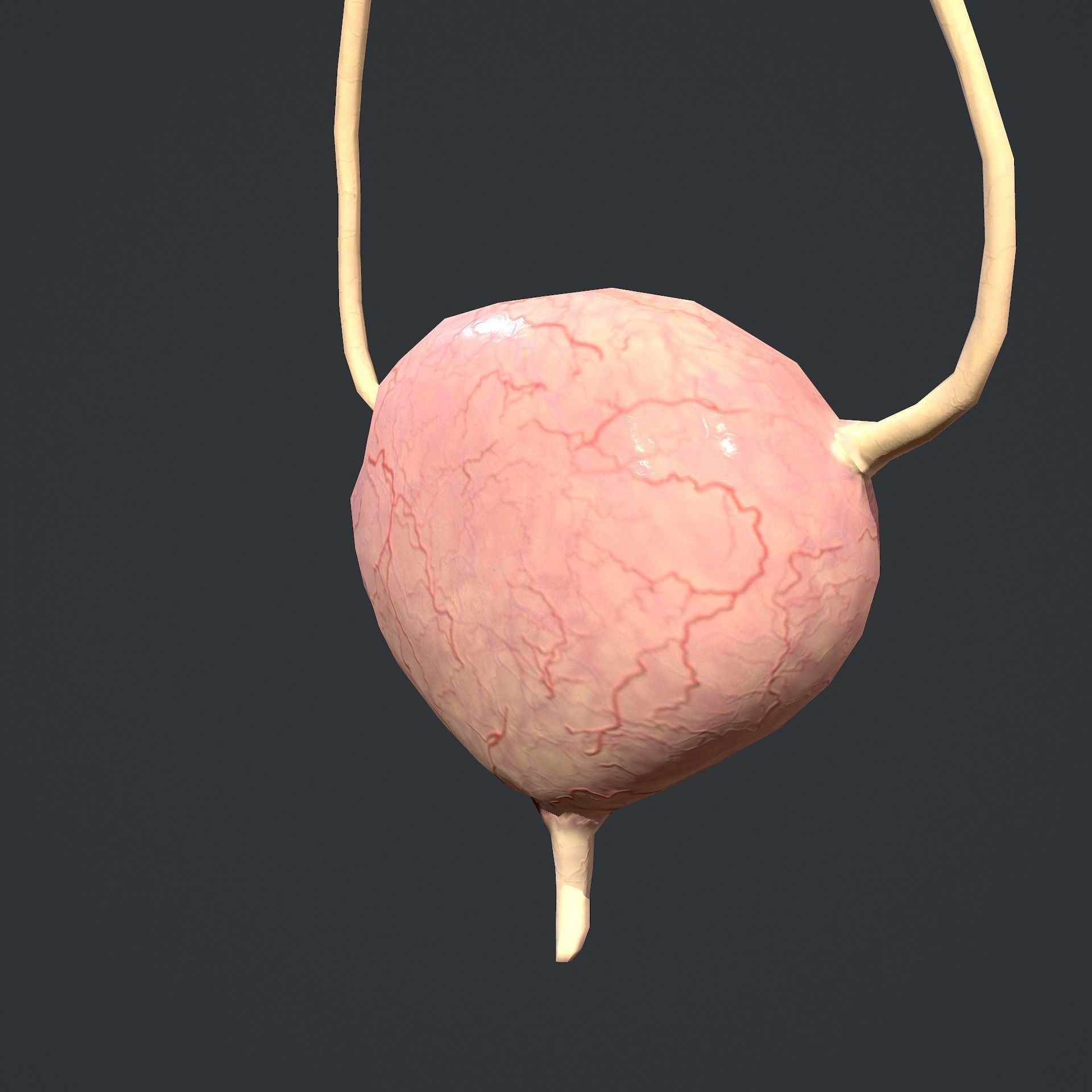 Urinary System Low-poly 3D model_14