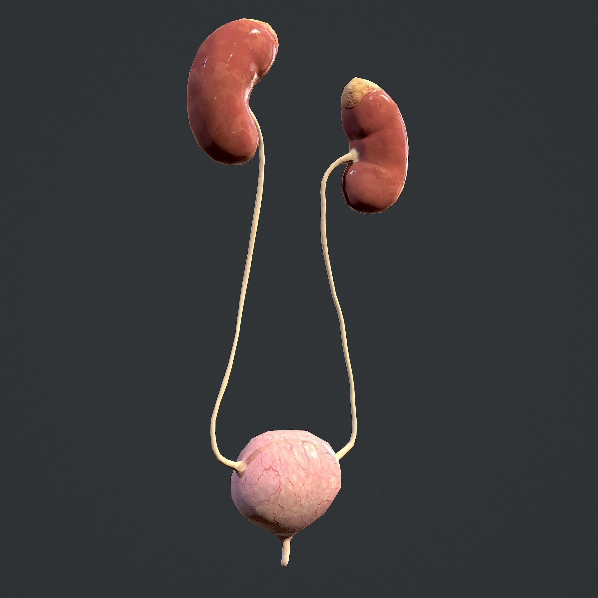 Urinary System Low-poly 3D model_6
