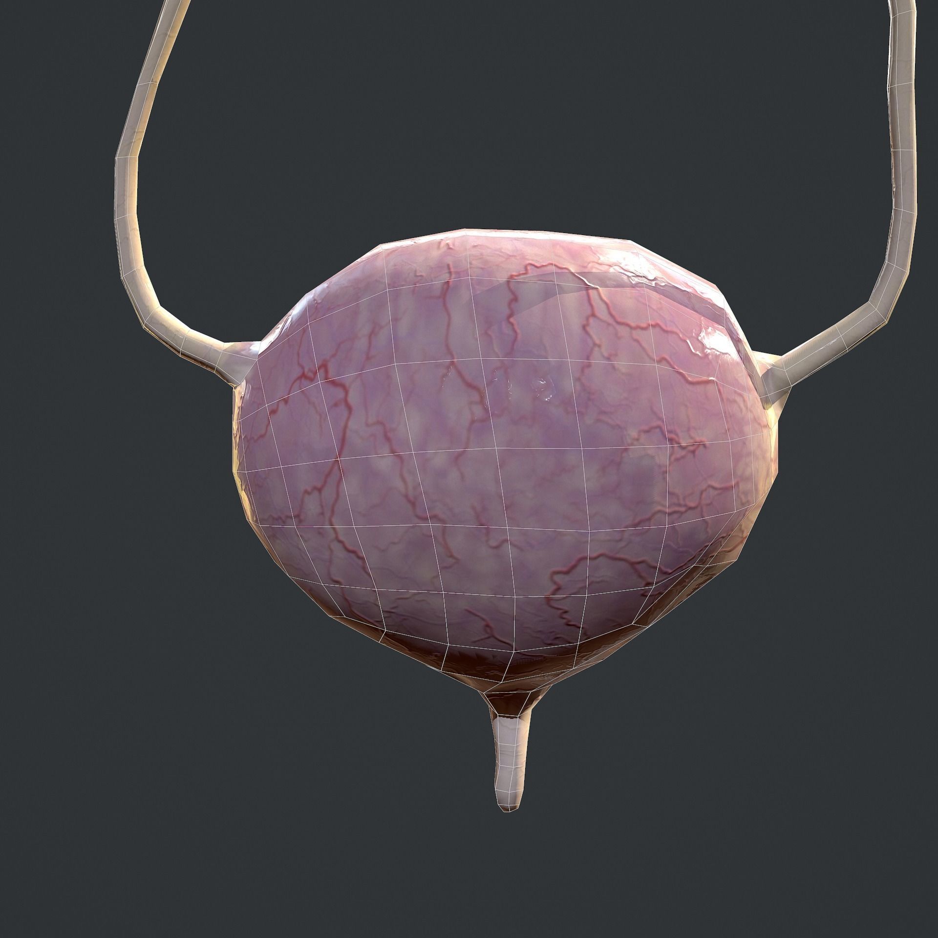 Urinary System Low-poly 3D model_26