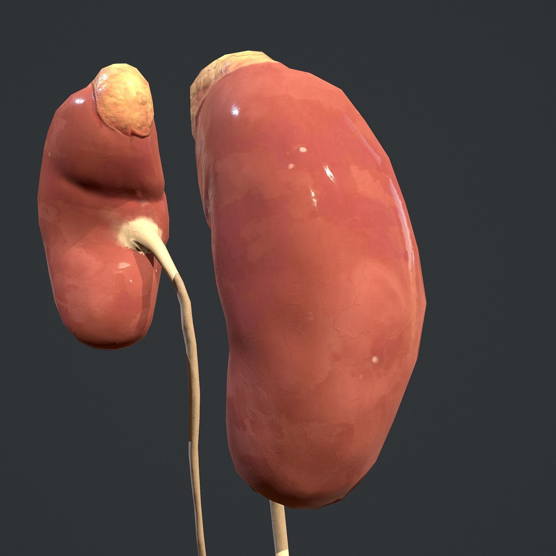 Urinary System Low-poly 3D model_17