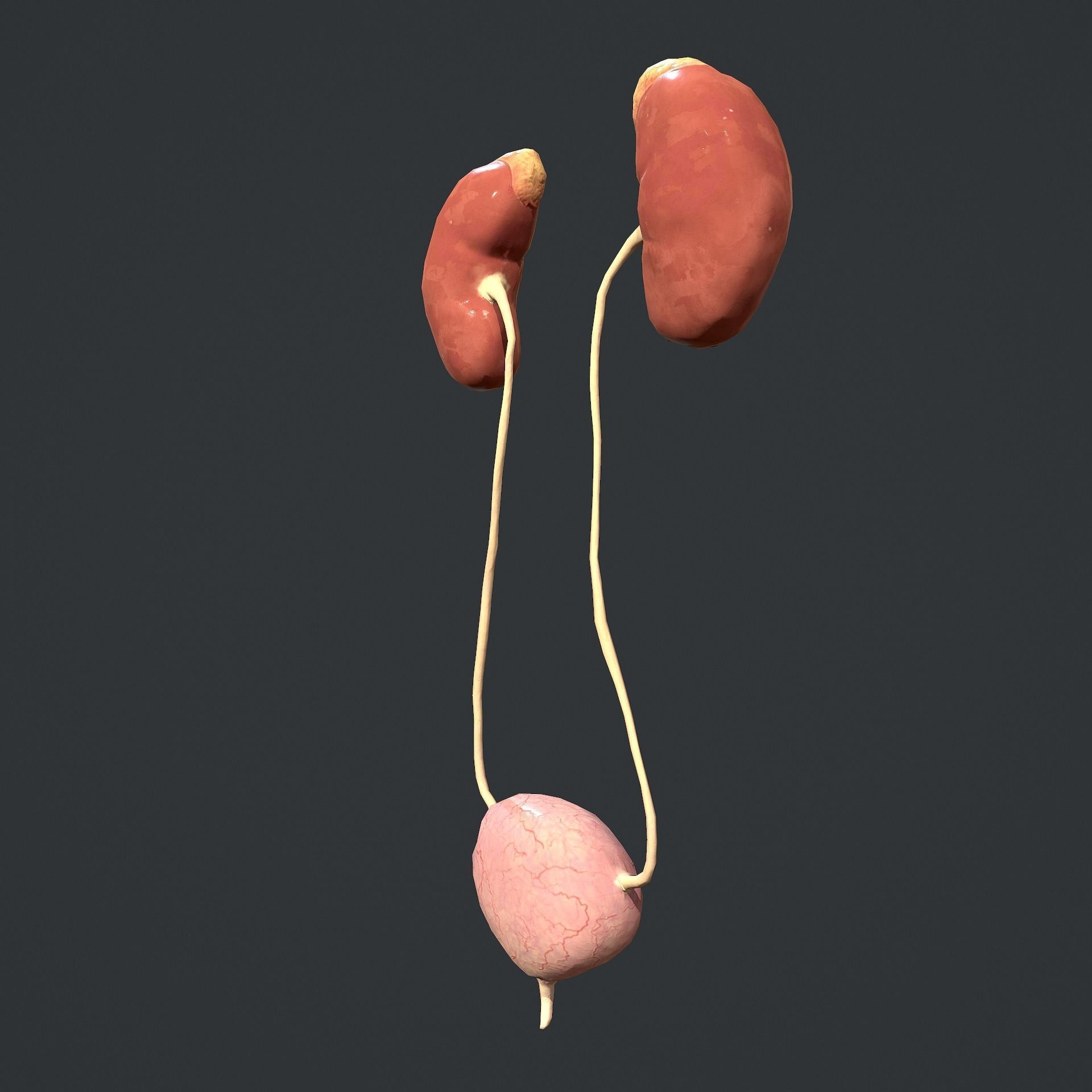Urinary System Low-poly 3D model_9
