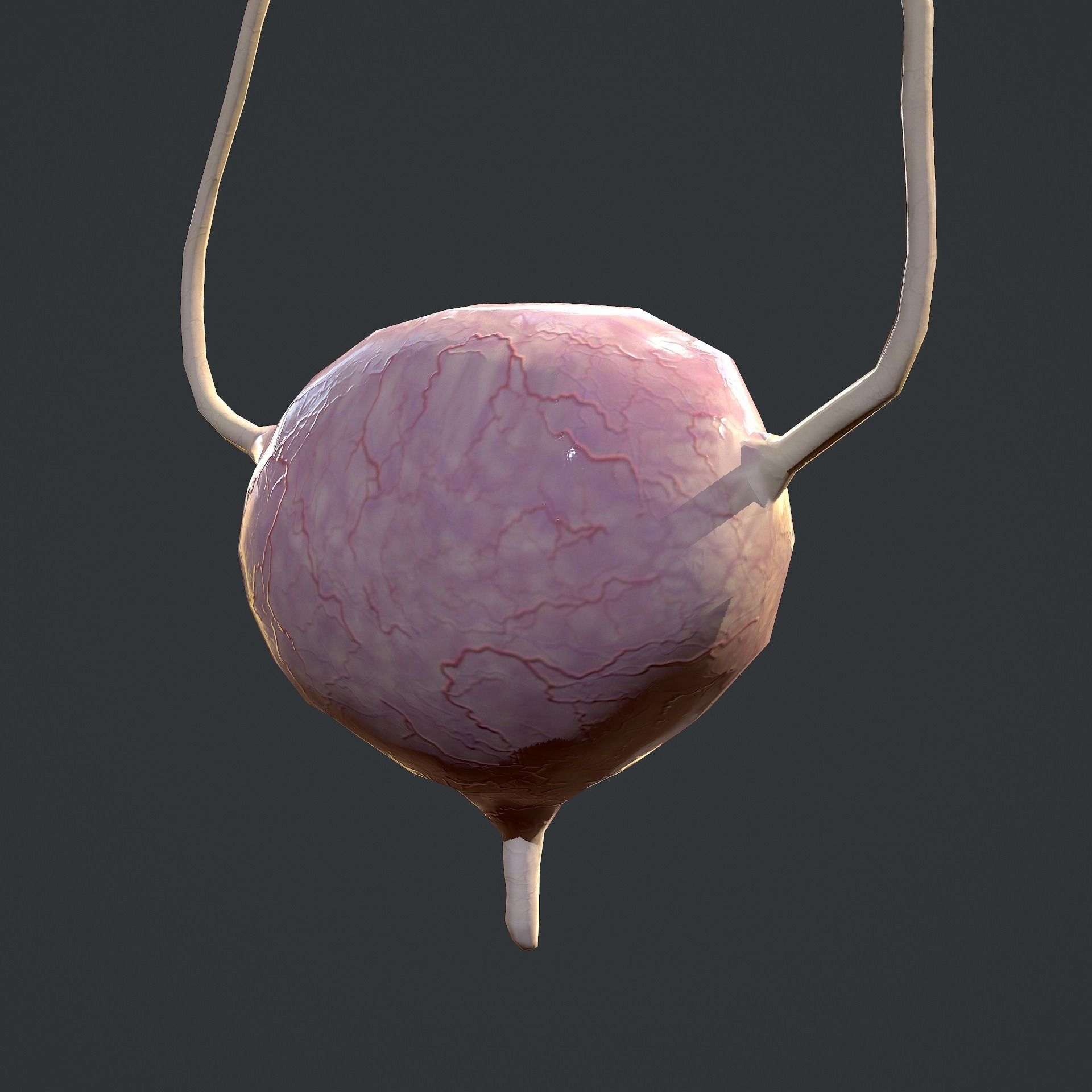 Urinary System Low-poly 3D model_13