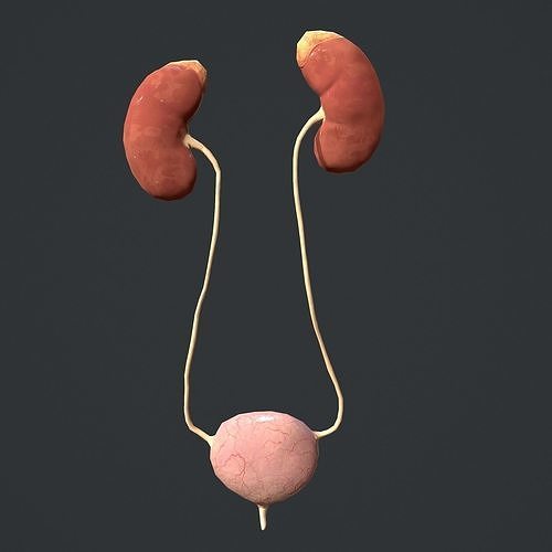 Urinary System Low-poly 3D model