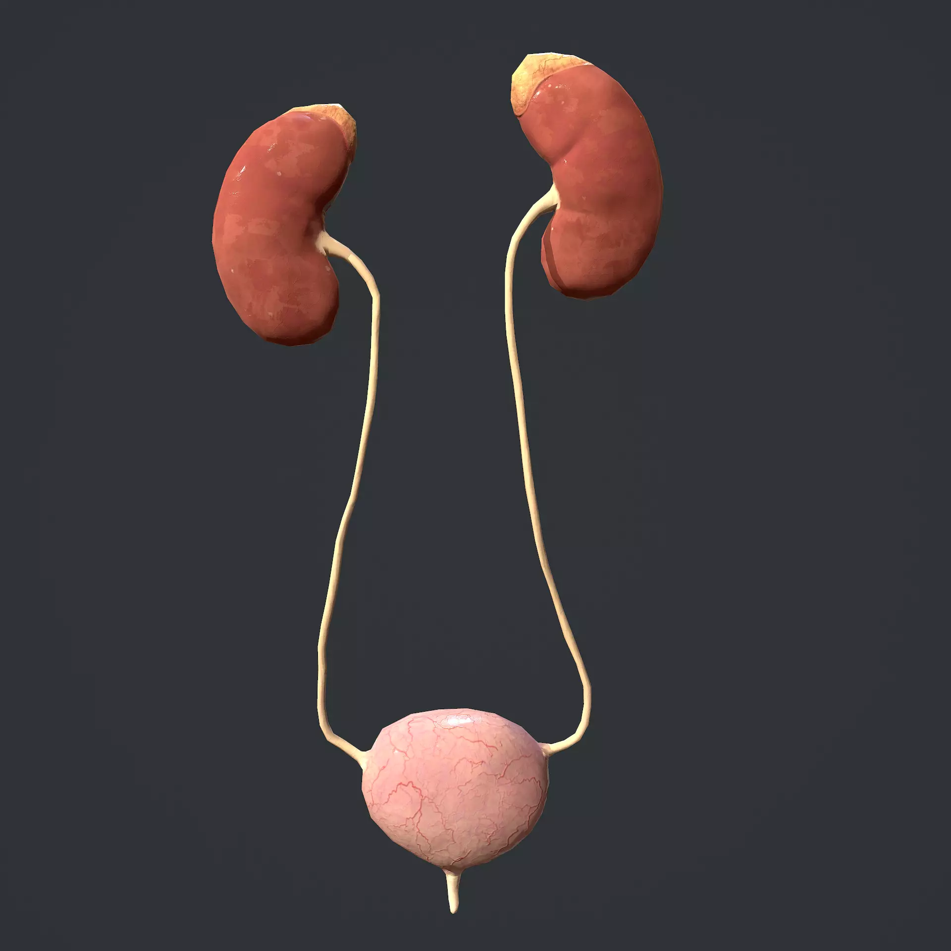 Urinary System Low-poly 3D model_0
