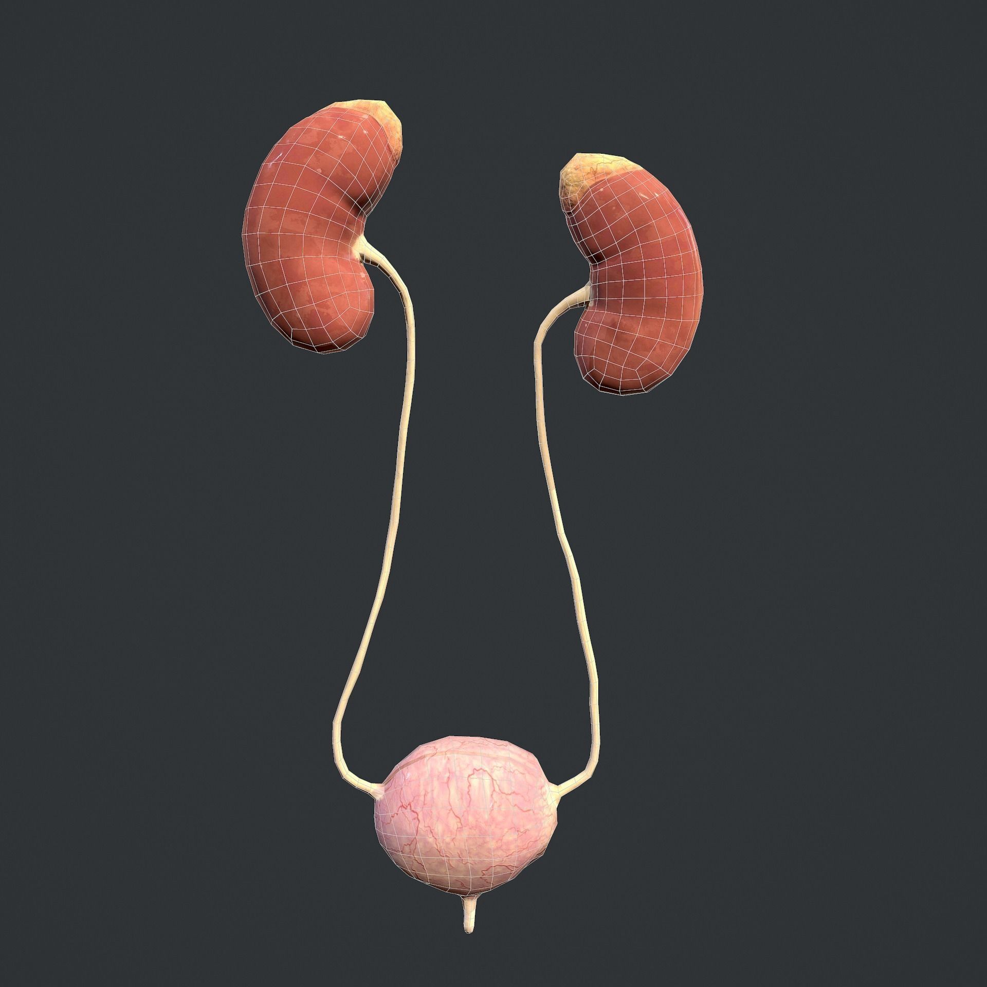 Urinary System Low-poly 3D model_22