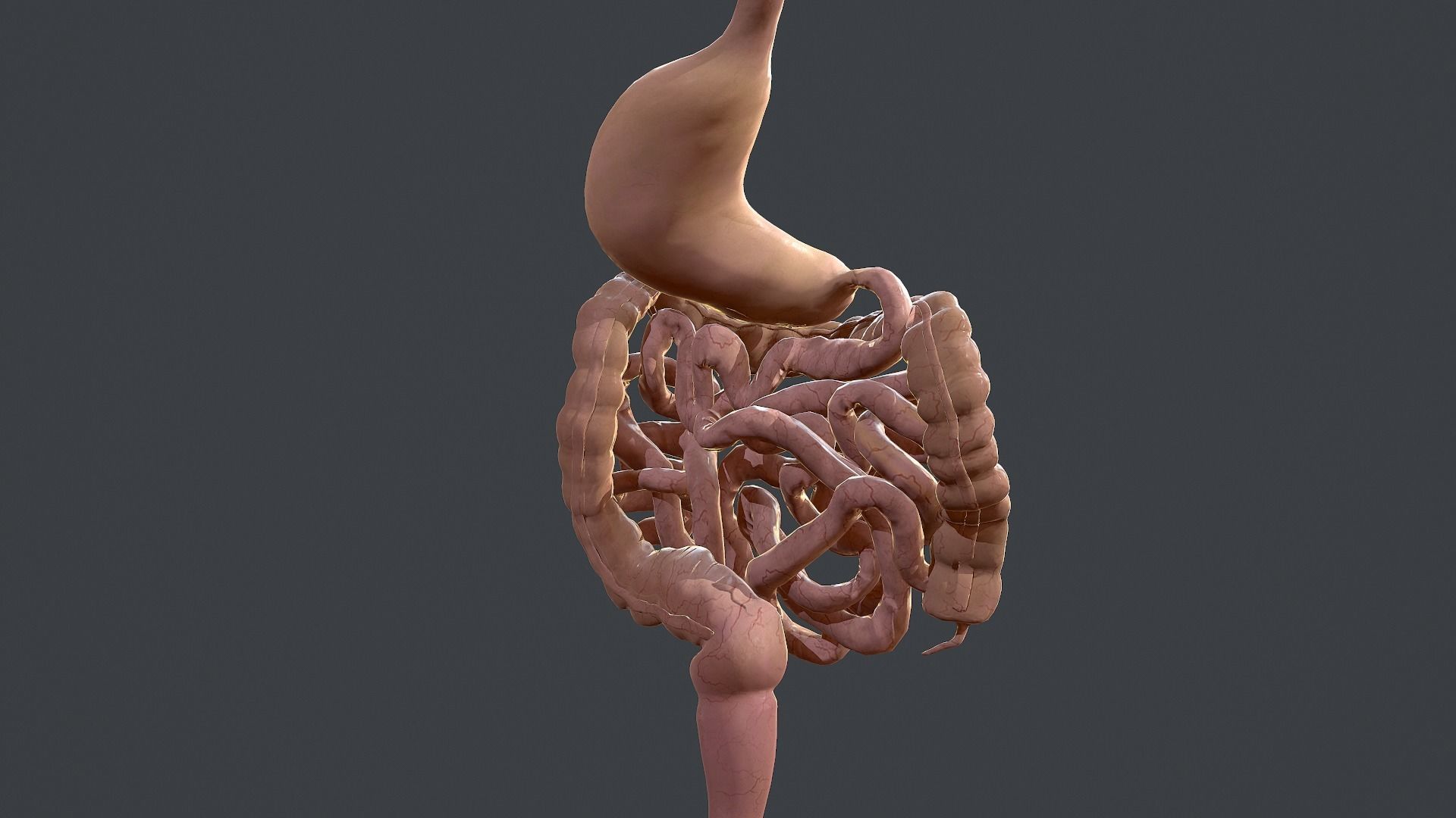 Human Digestive System Low-poly 3D model_5