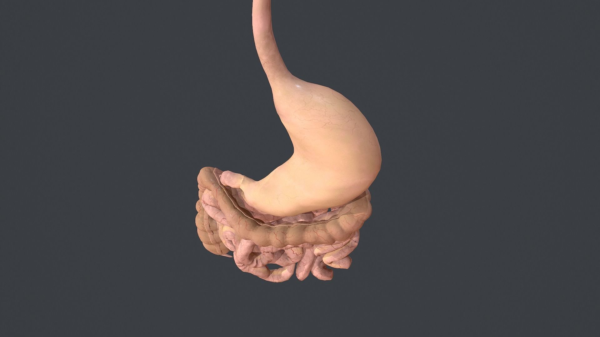 Human Digestive System Low-poly 3D model_9