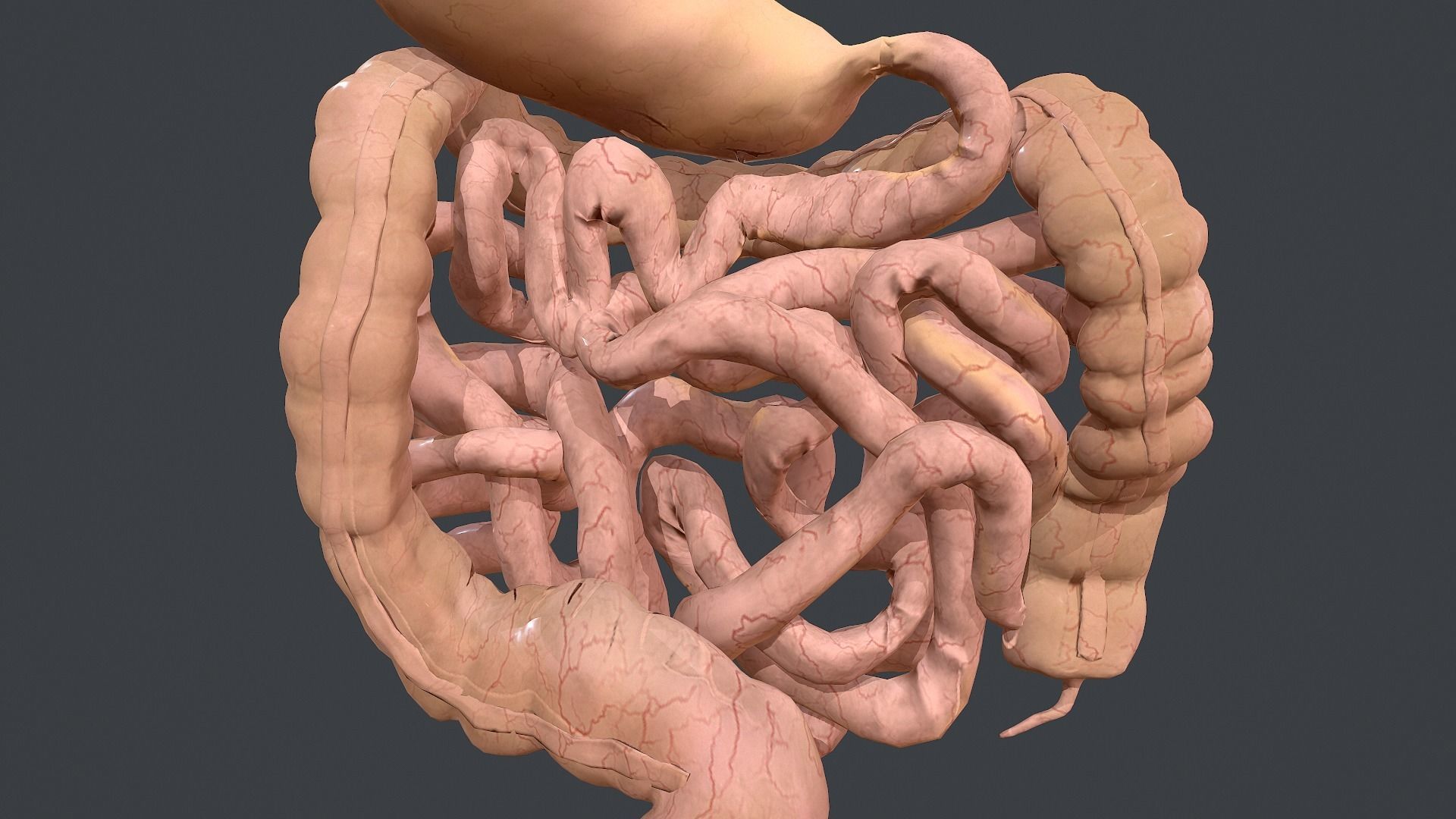 Human Digestive System Low-poly 3D model_18