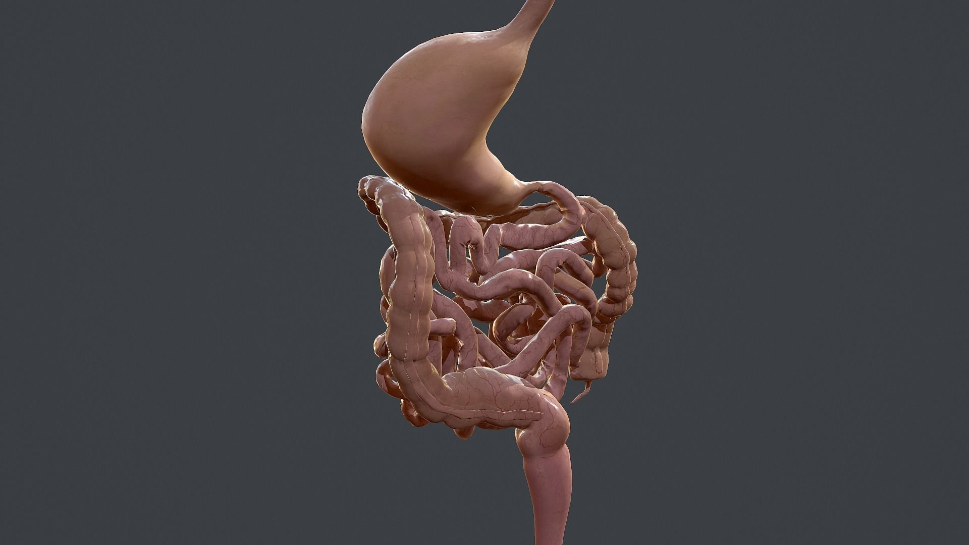Human Digestive System Low-poly 3D model_6