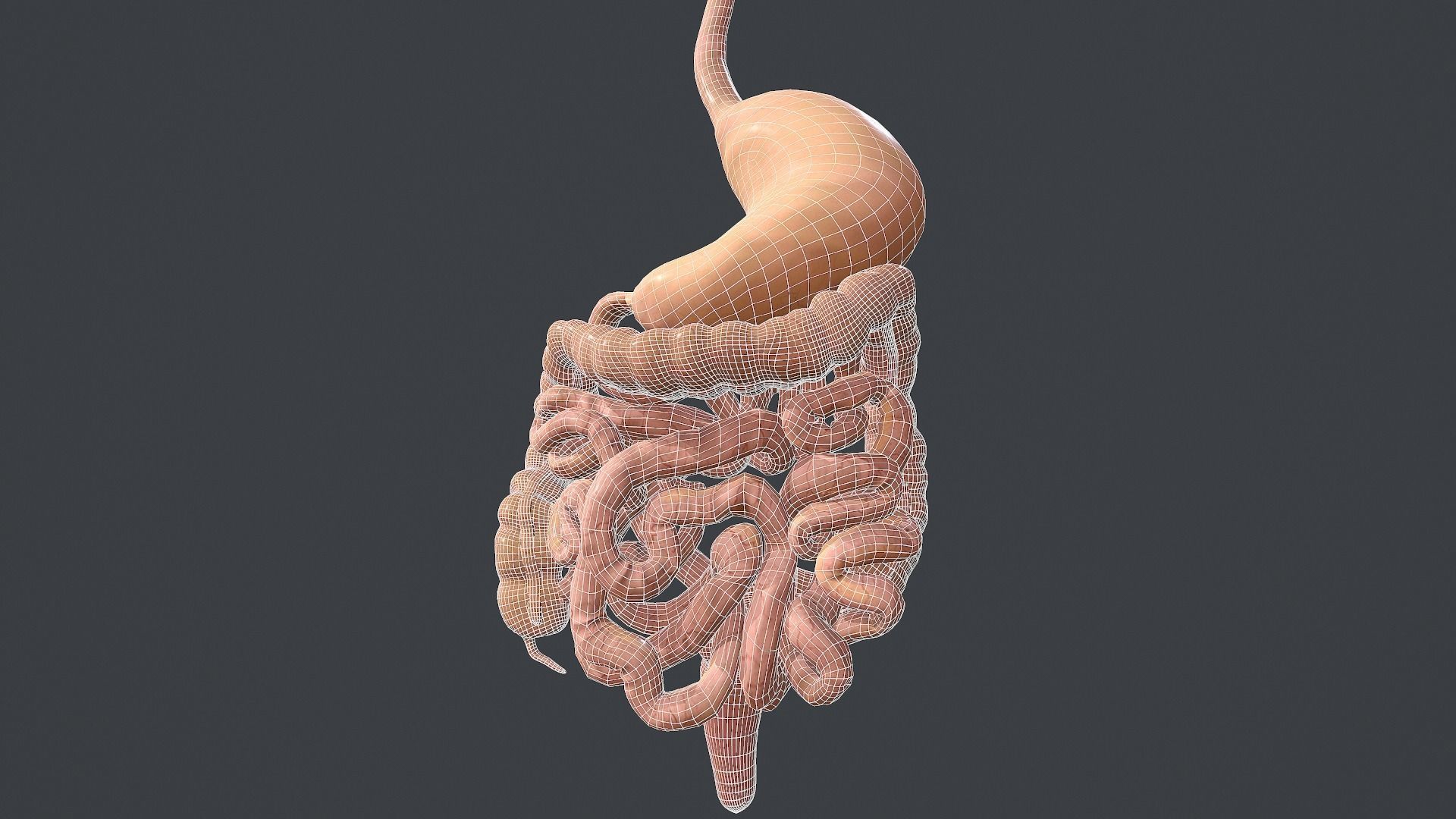 Human Digestive System Low-poly 3D model_13