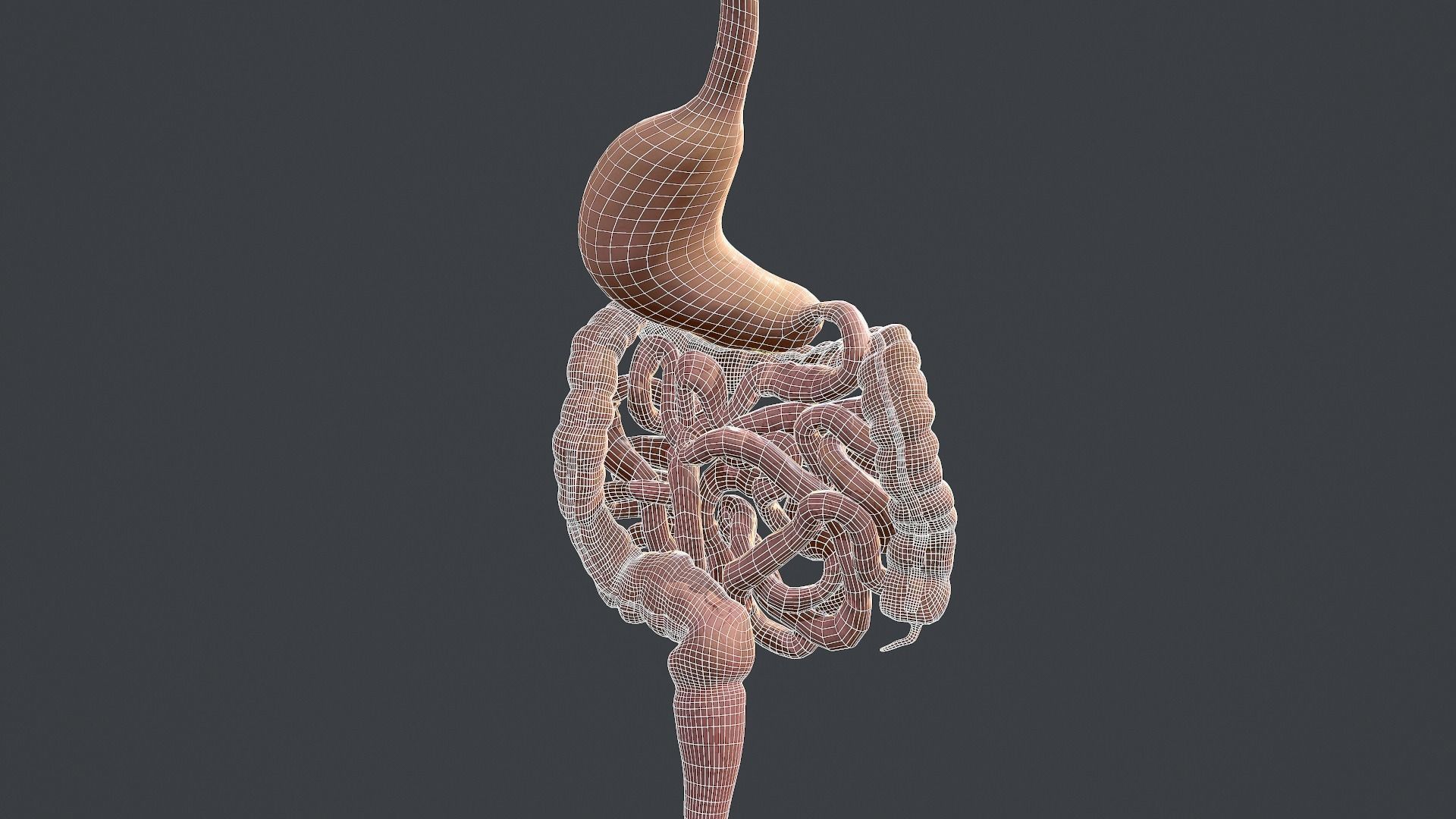 Human Digestive System Low-poly 3D model_14