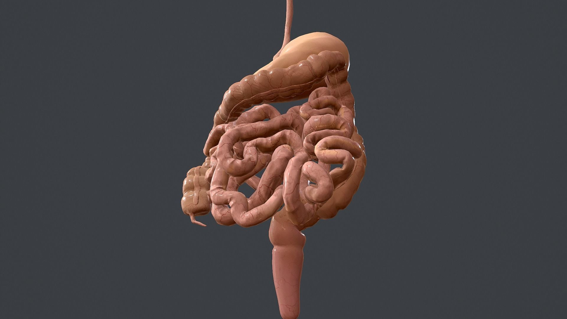 Human Digestive System Low-poly 3D model_11