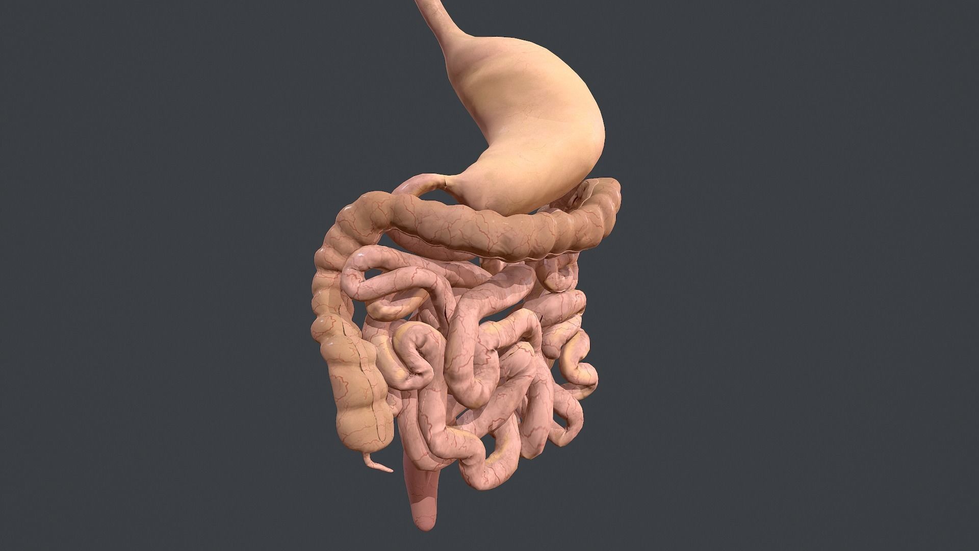 Human Digestive System Low-poly 3D model_2