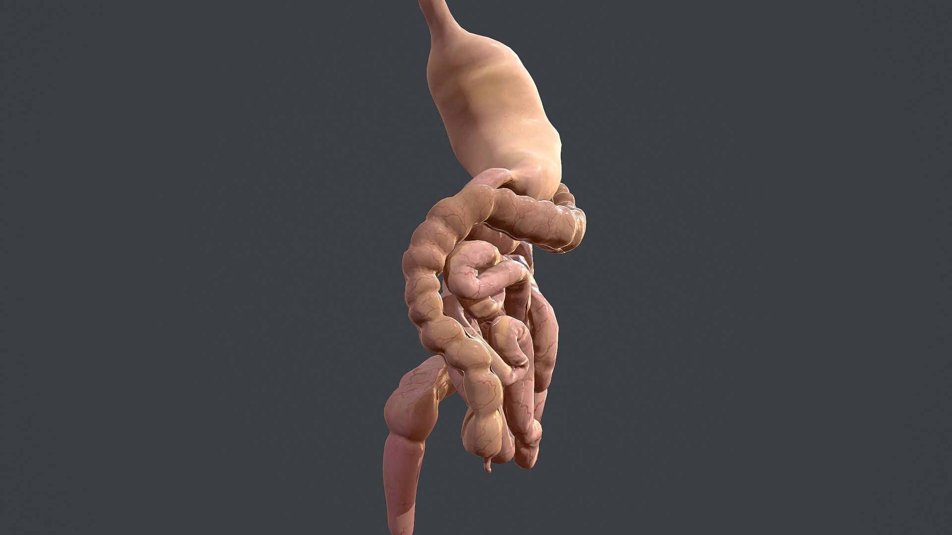 Human Digestive System Low-poly 3D model_3