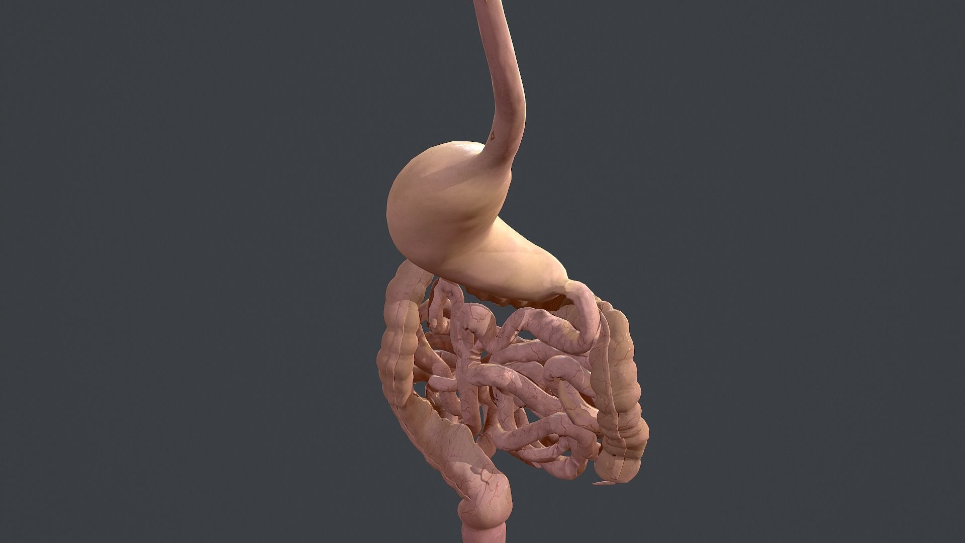 Human Digestive System Low-poly 3D model_10