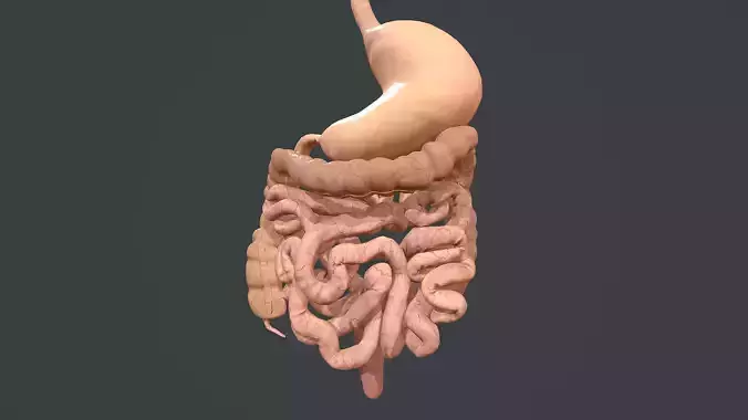Human Digestive System Low-poly 3D model