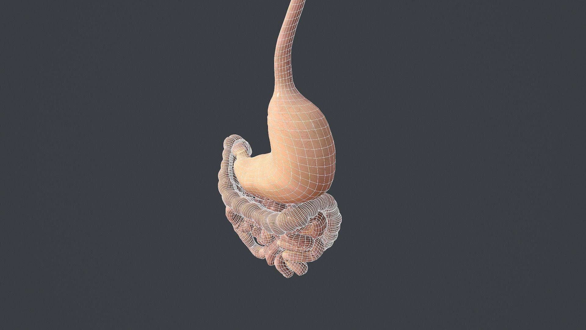 Human Digestive System Low-poly 3D model_15