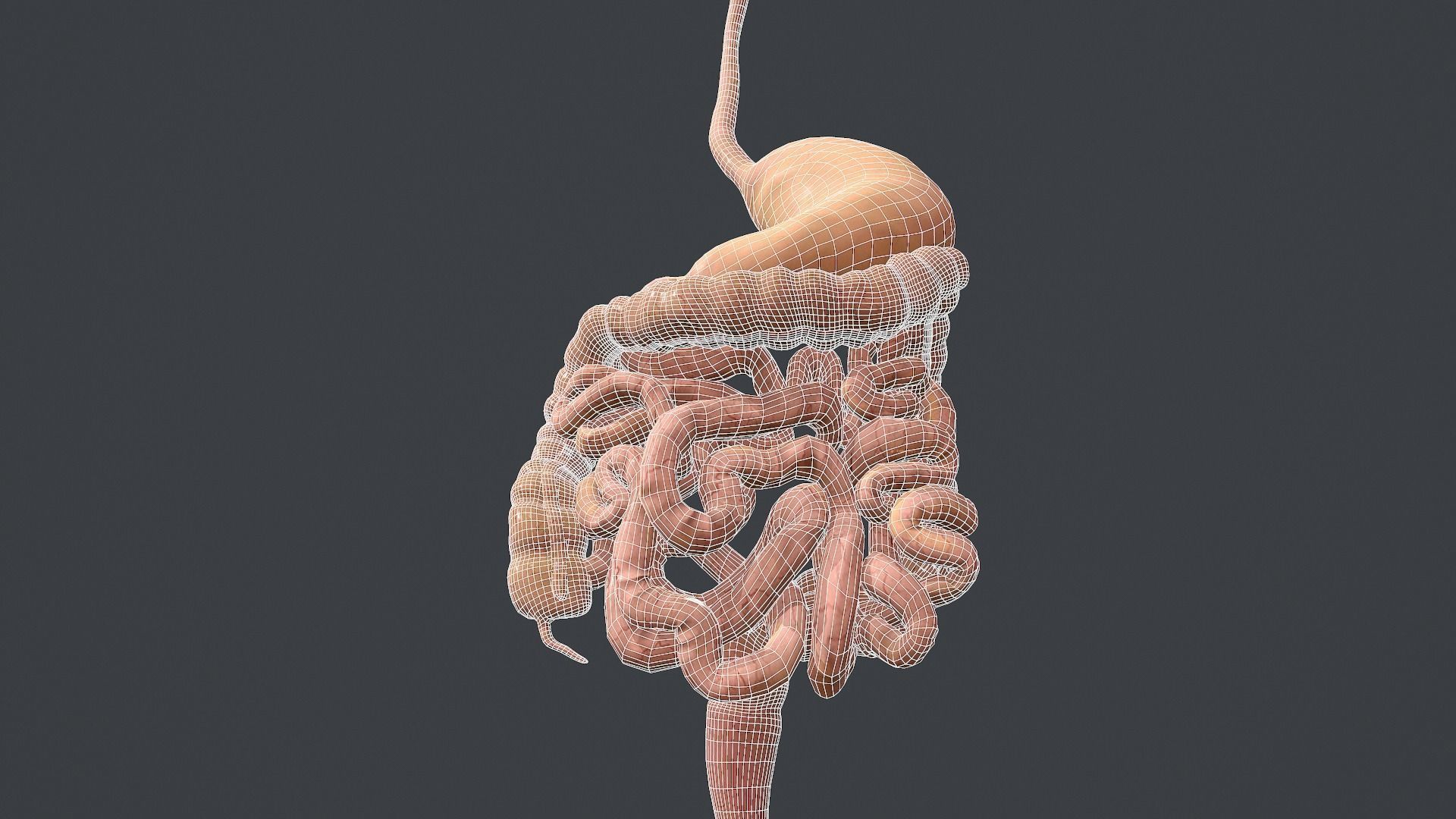 Human Digestive System Low-poly 3D model_16
