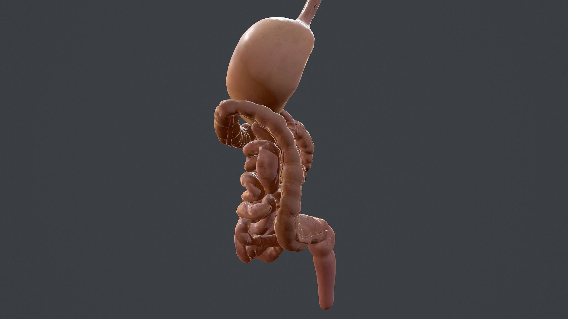 Human Digestive System Low-poly 3D model_7