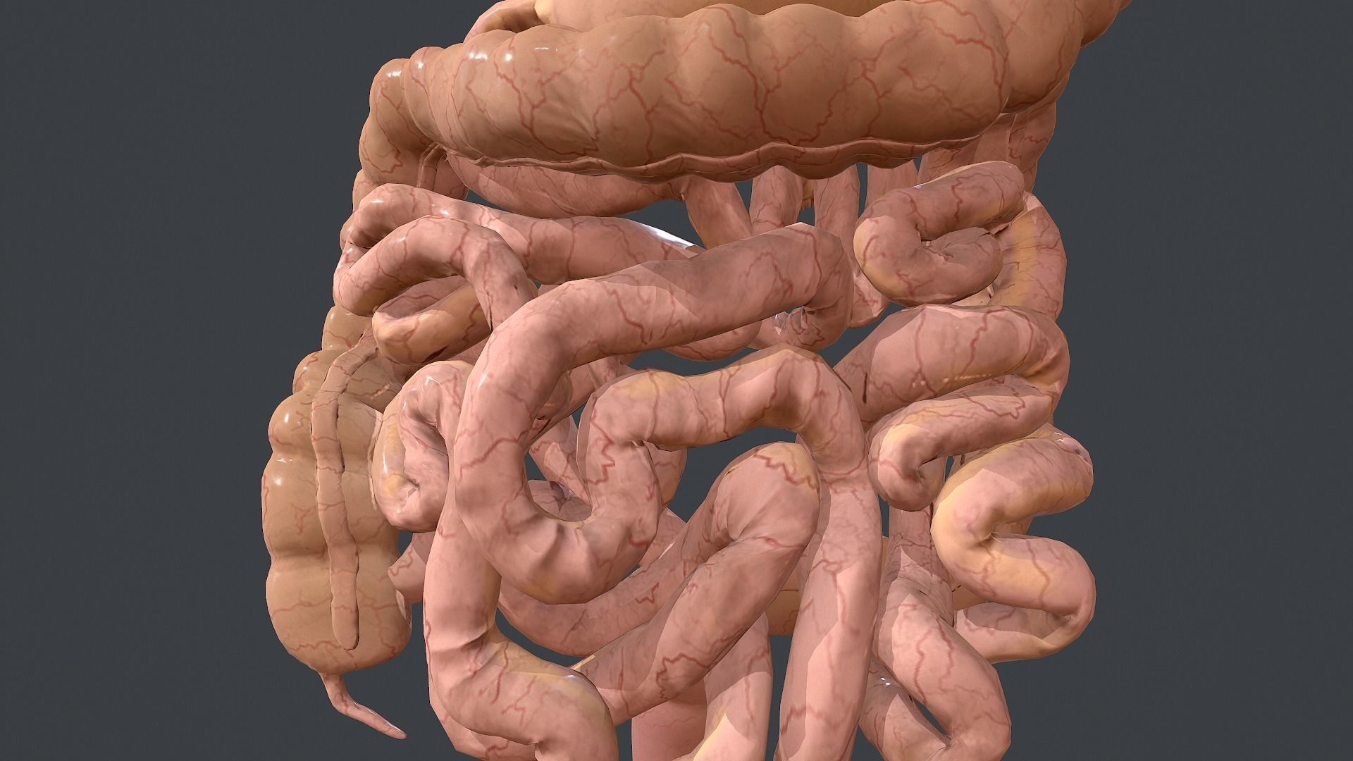 Human Digestive System Low-poly 3D model_17