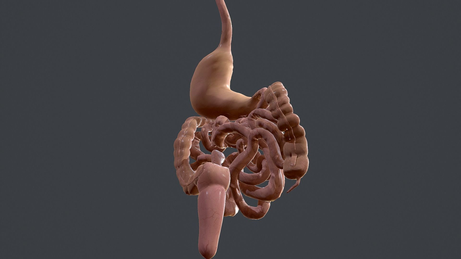 Human Digestive System Low-poly 3D model_12