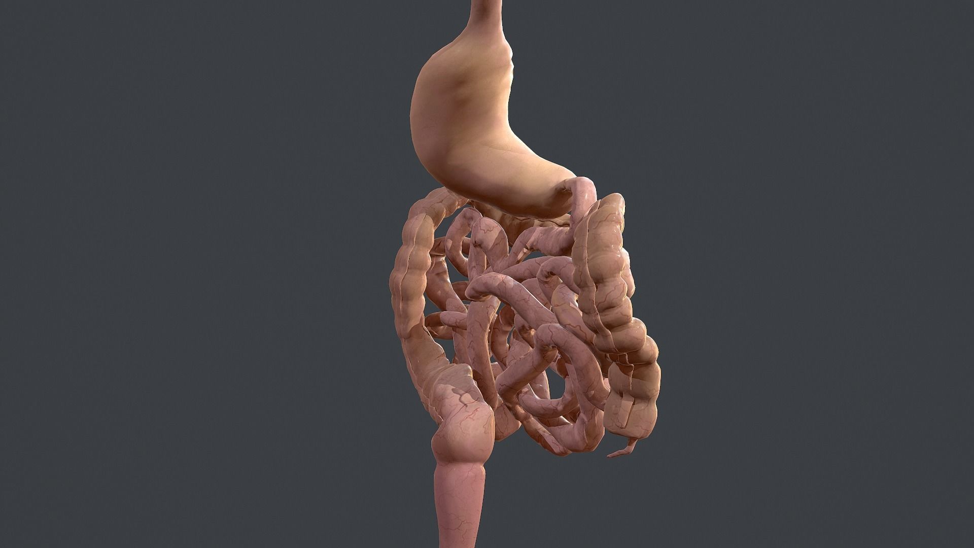 Human Digestive System Low-poly 3D model_4