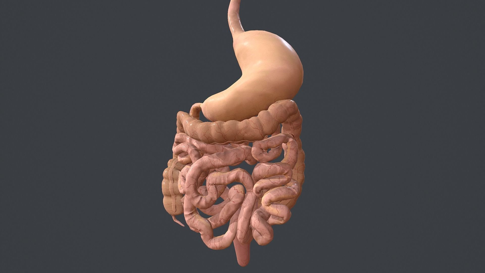Human Digestive System Low-poly 3D model_8