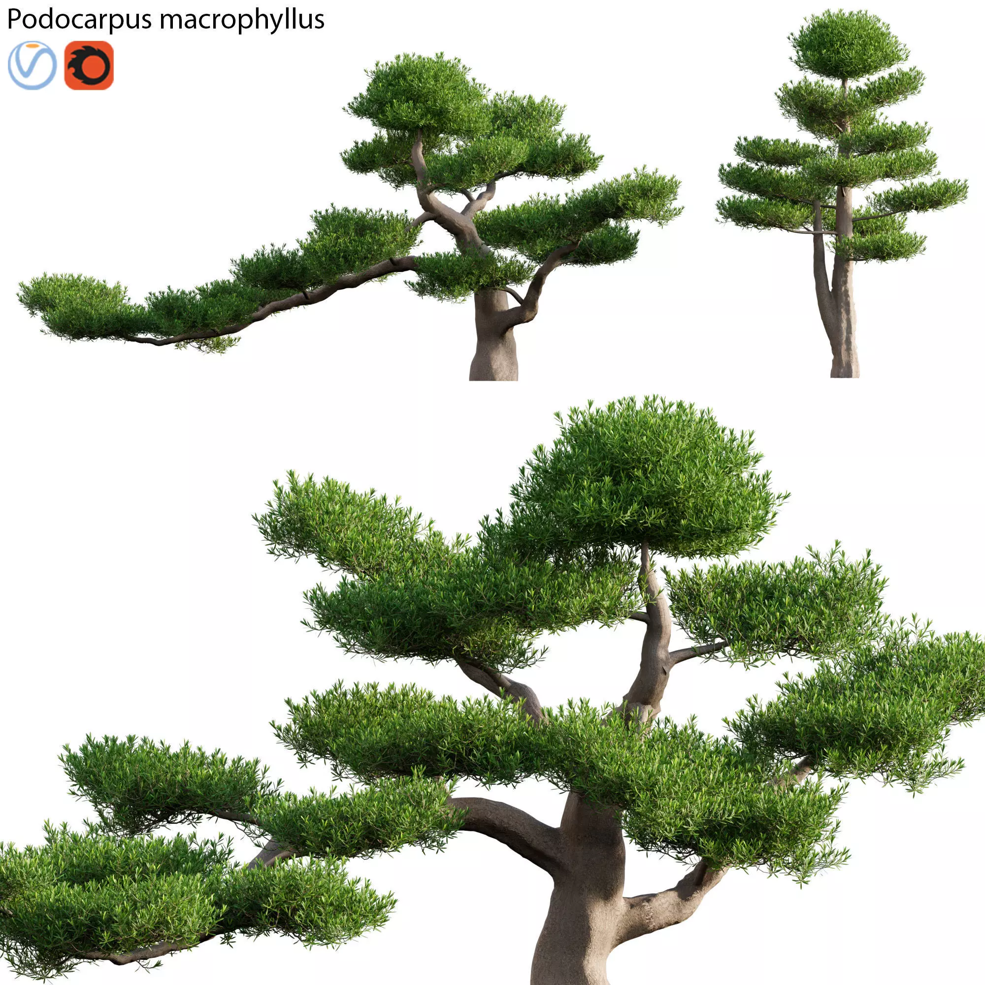Podocarpus macrophyllus 01 3D model_0