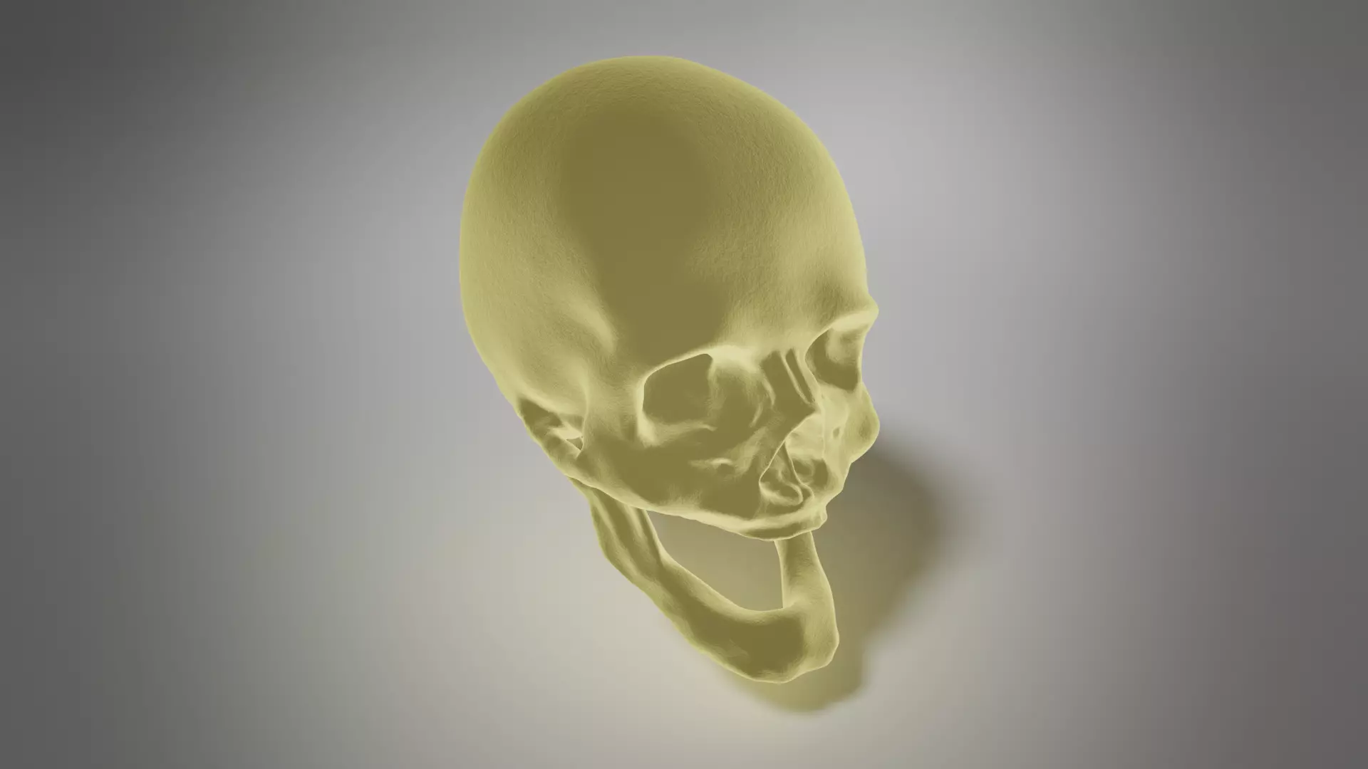 Edentulous skull 3D model_0
