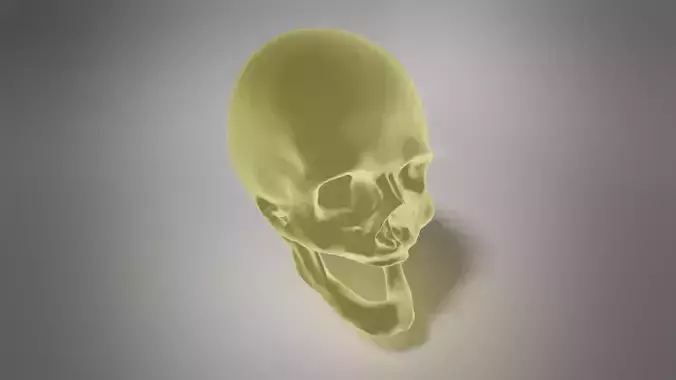 Edentulous skull